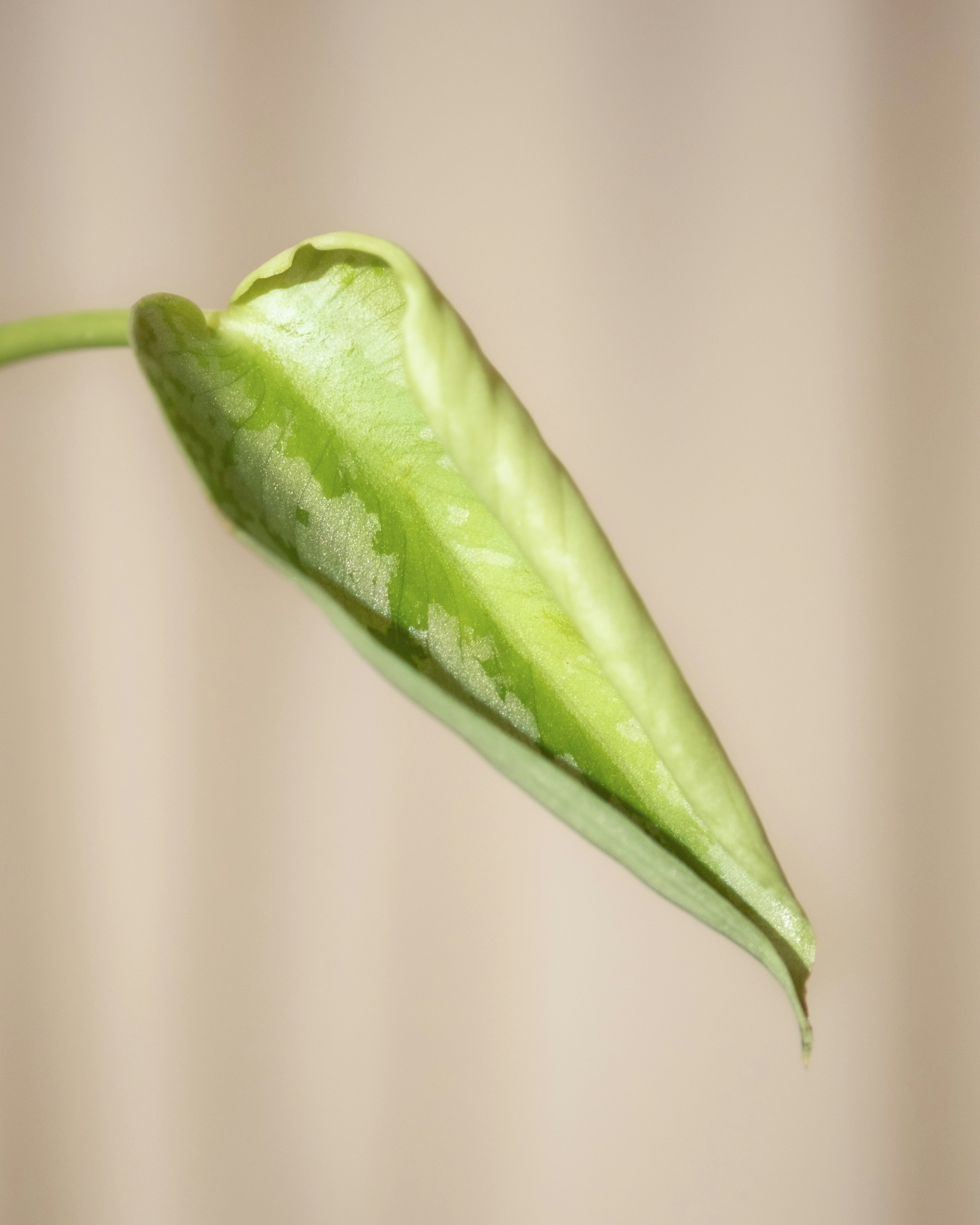 Photo by feeypflanzen