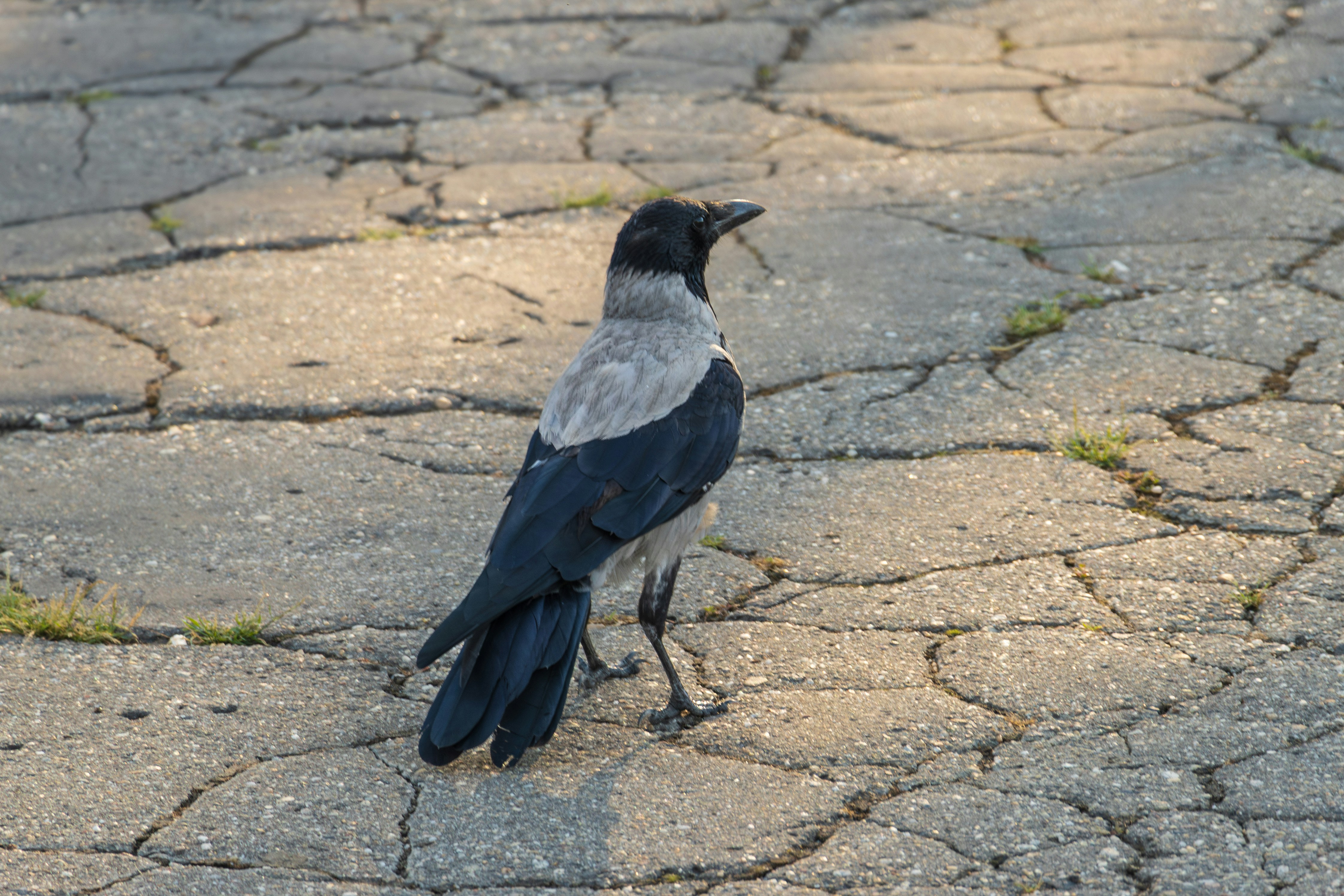 Photo by mechaowlstudios