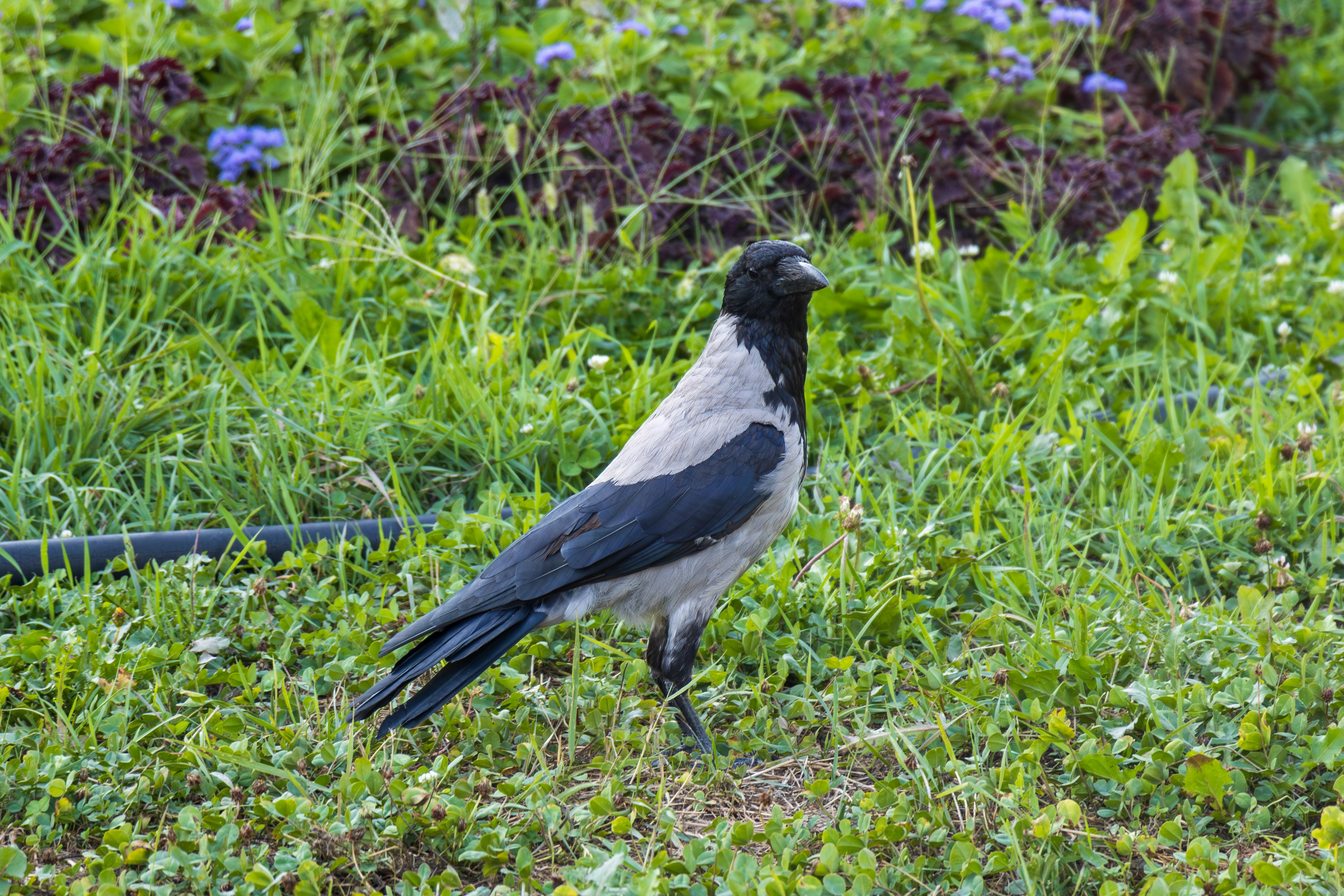 Photo by mechaowlstudios