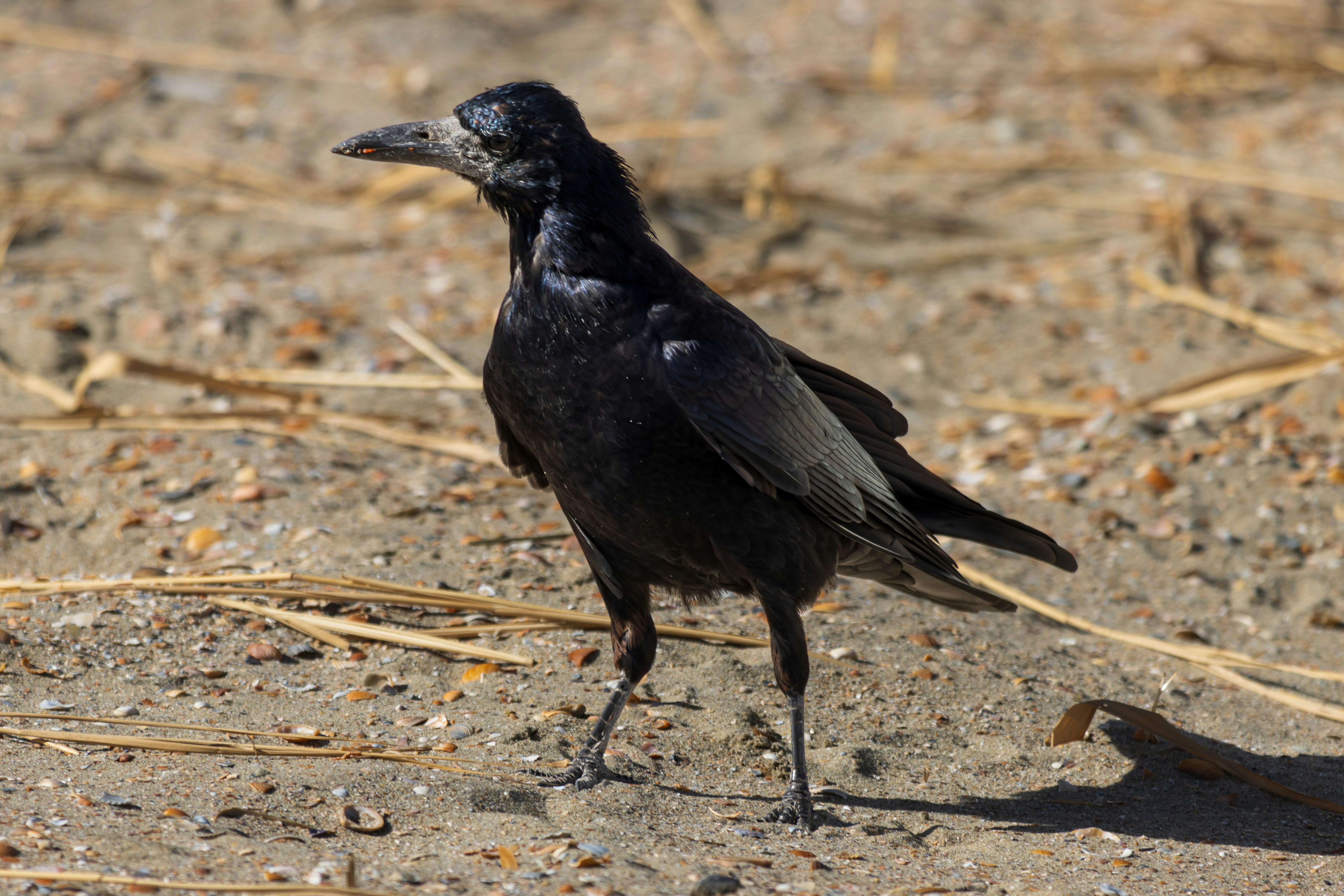 Photo by mechaowlstudios