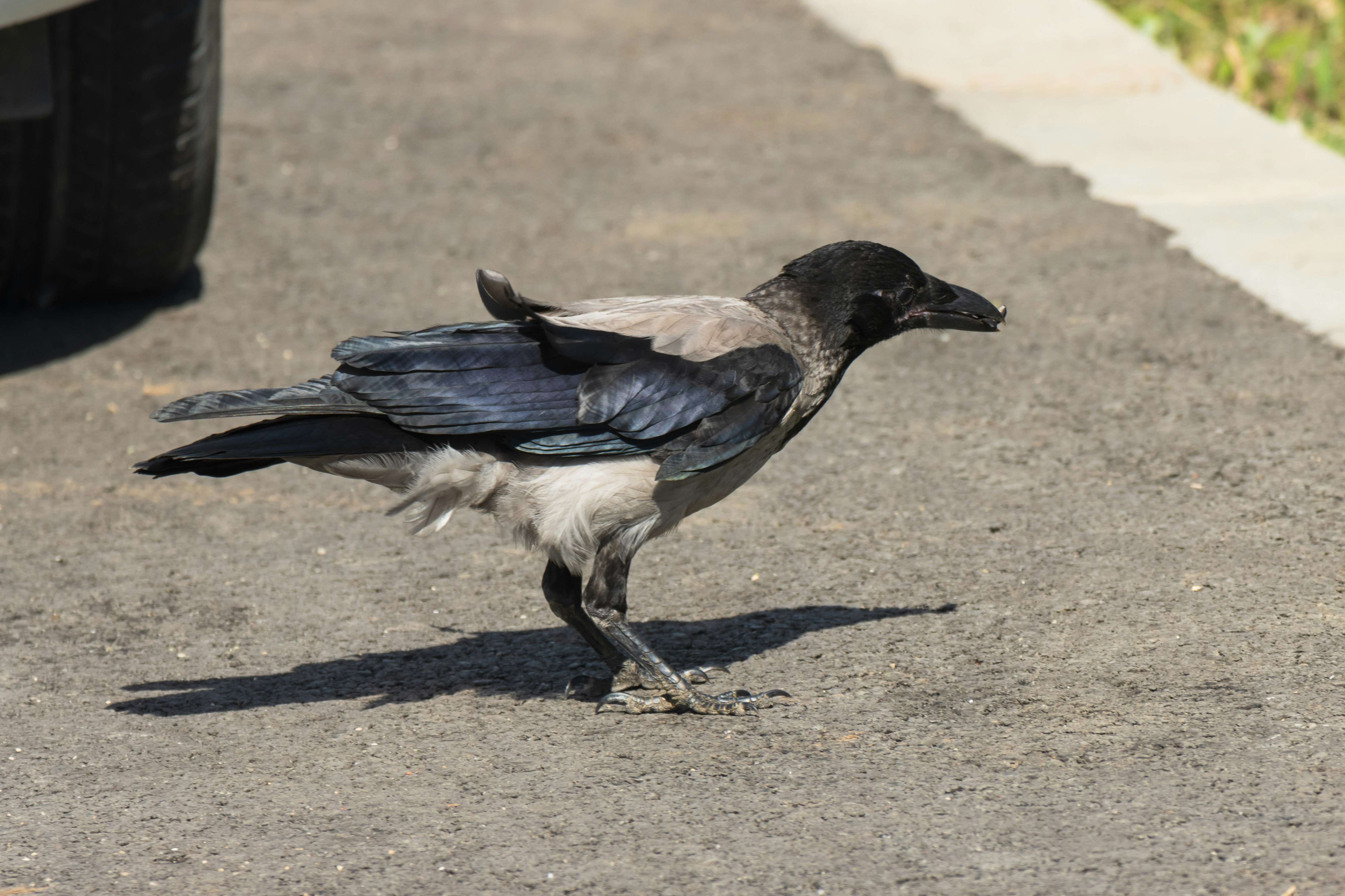 Photo by mechaowlstudios