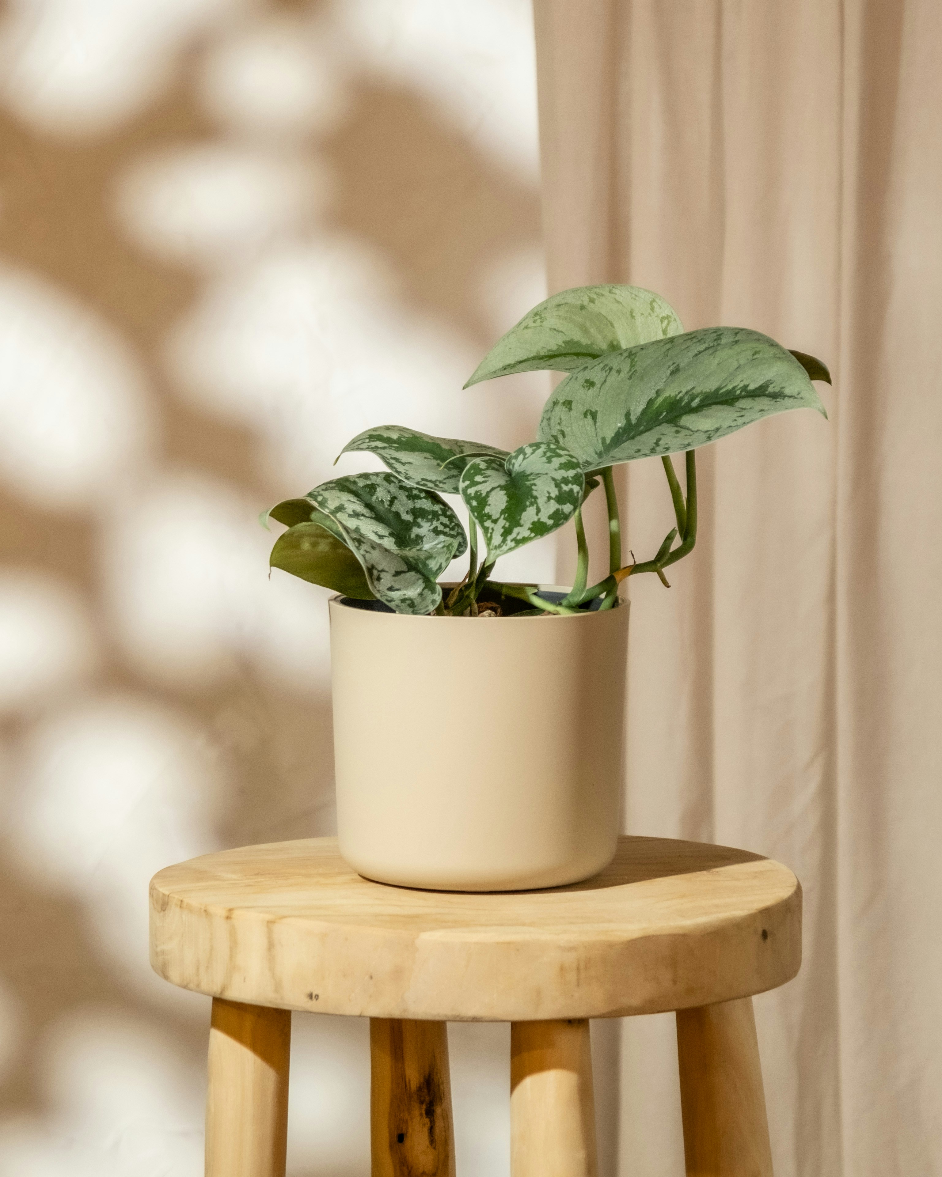 Photo by feeypflanzen