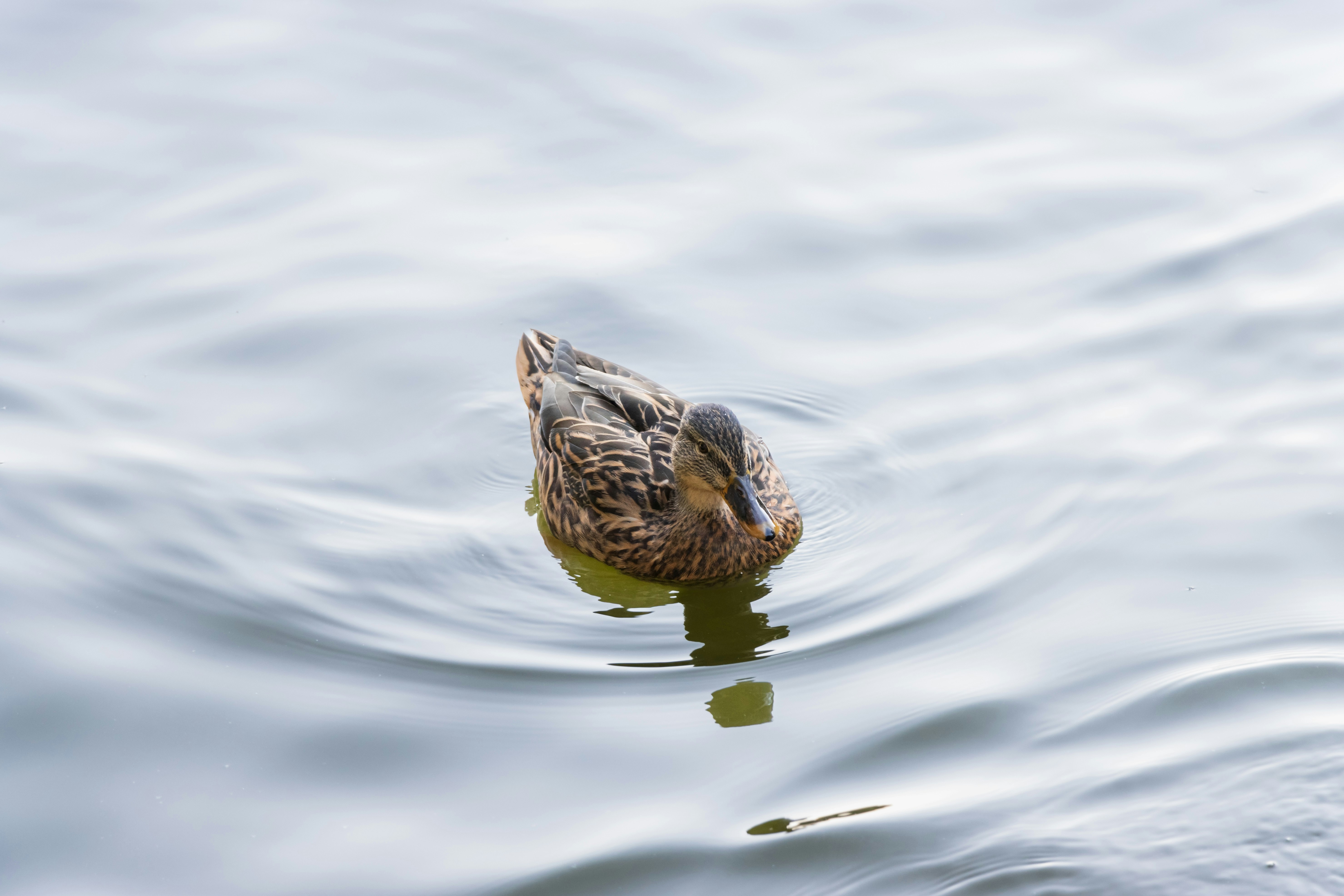 Photo by mechaowlstudios