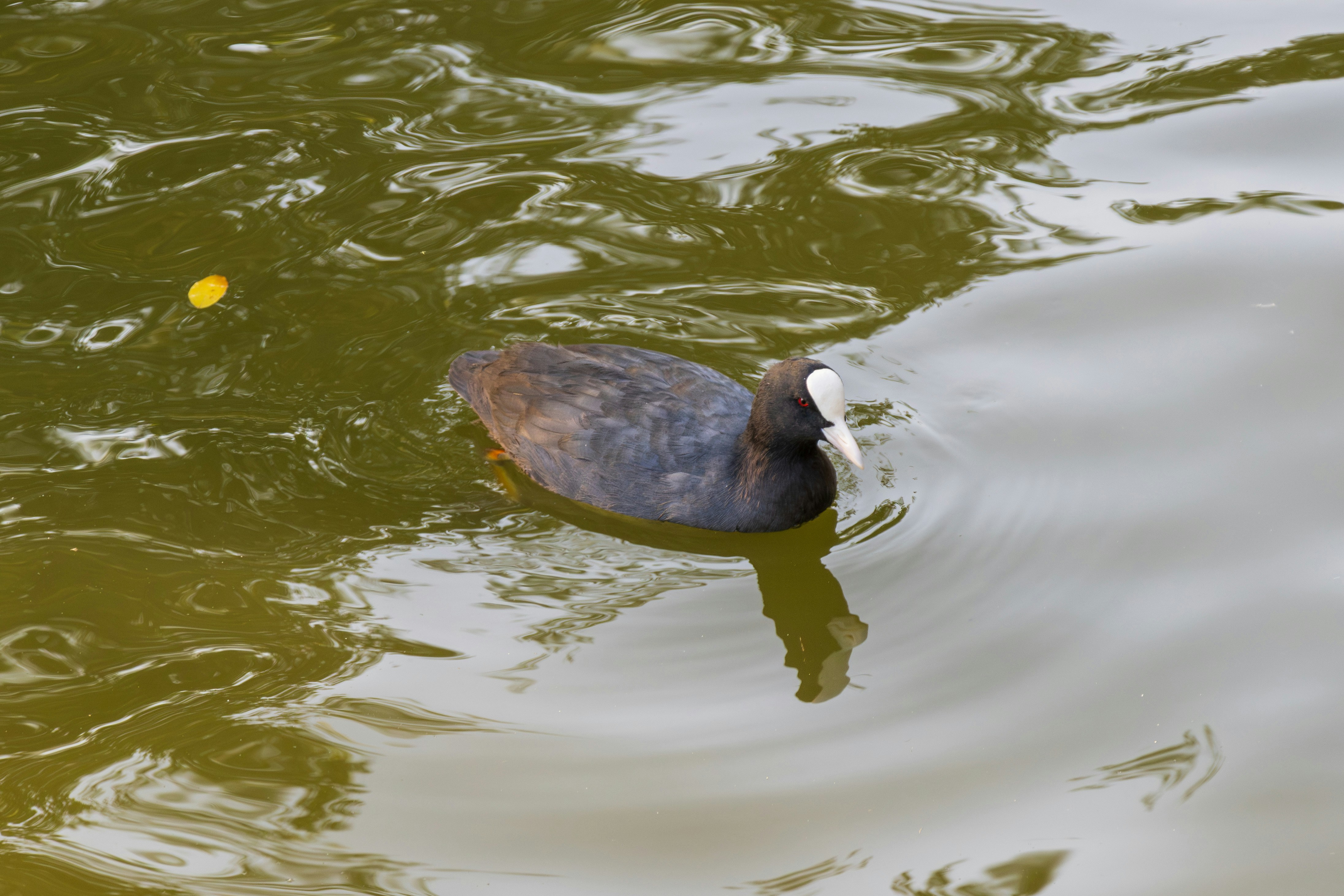 Photo by mechaowlstudios