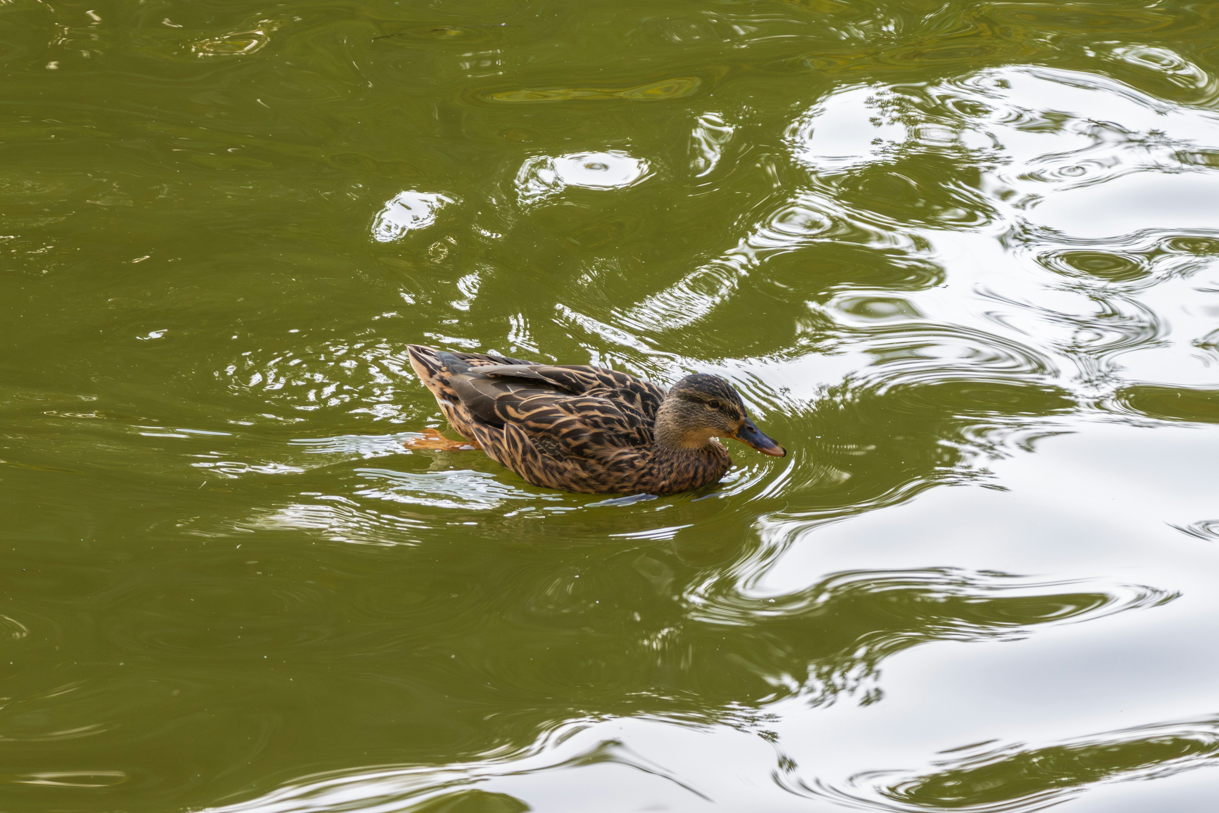 Photo by mechaowlstudios