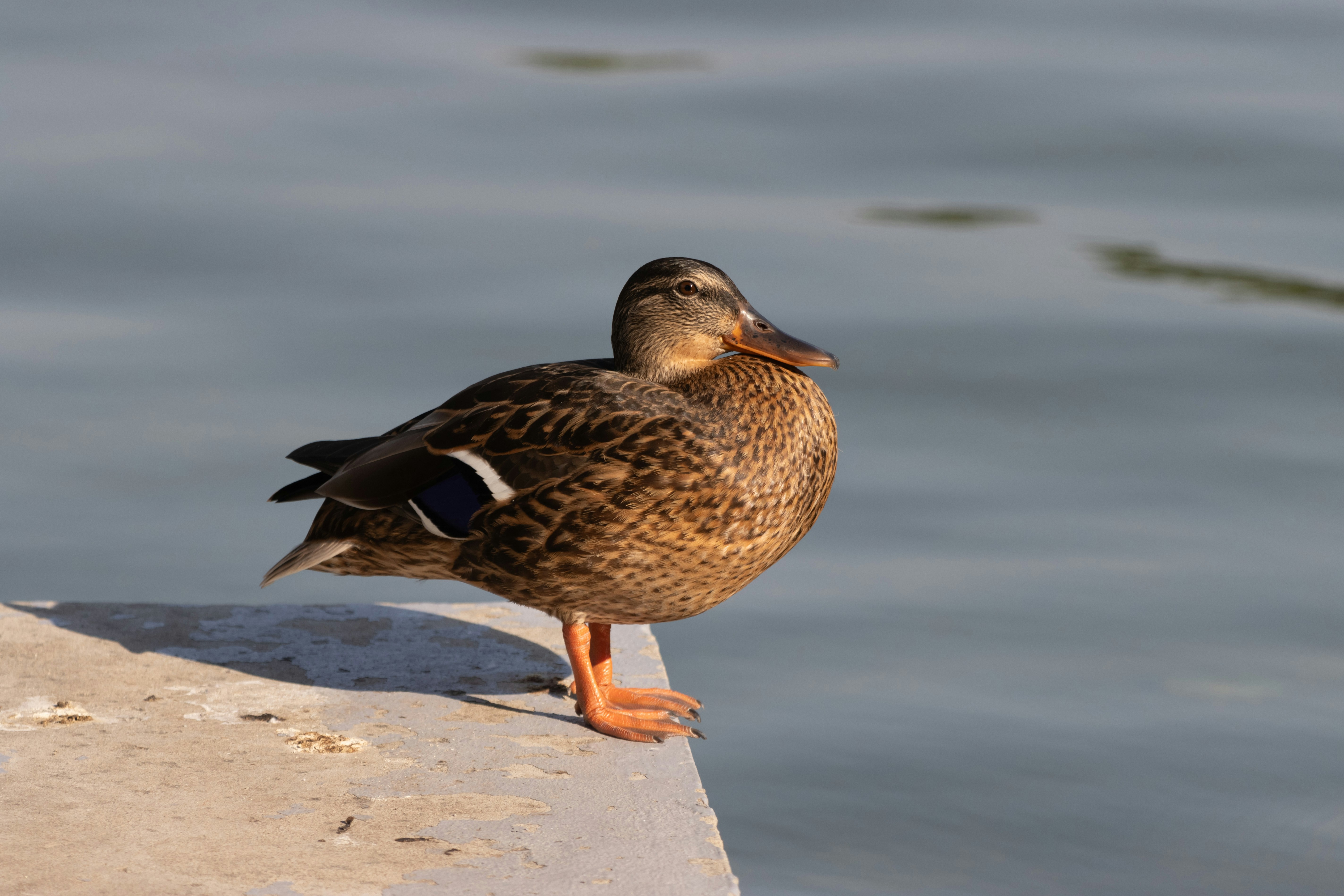 Photo by mechaowlstudios