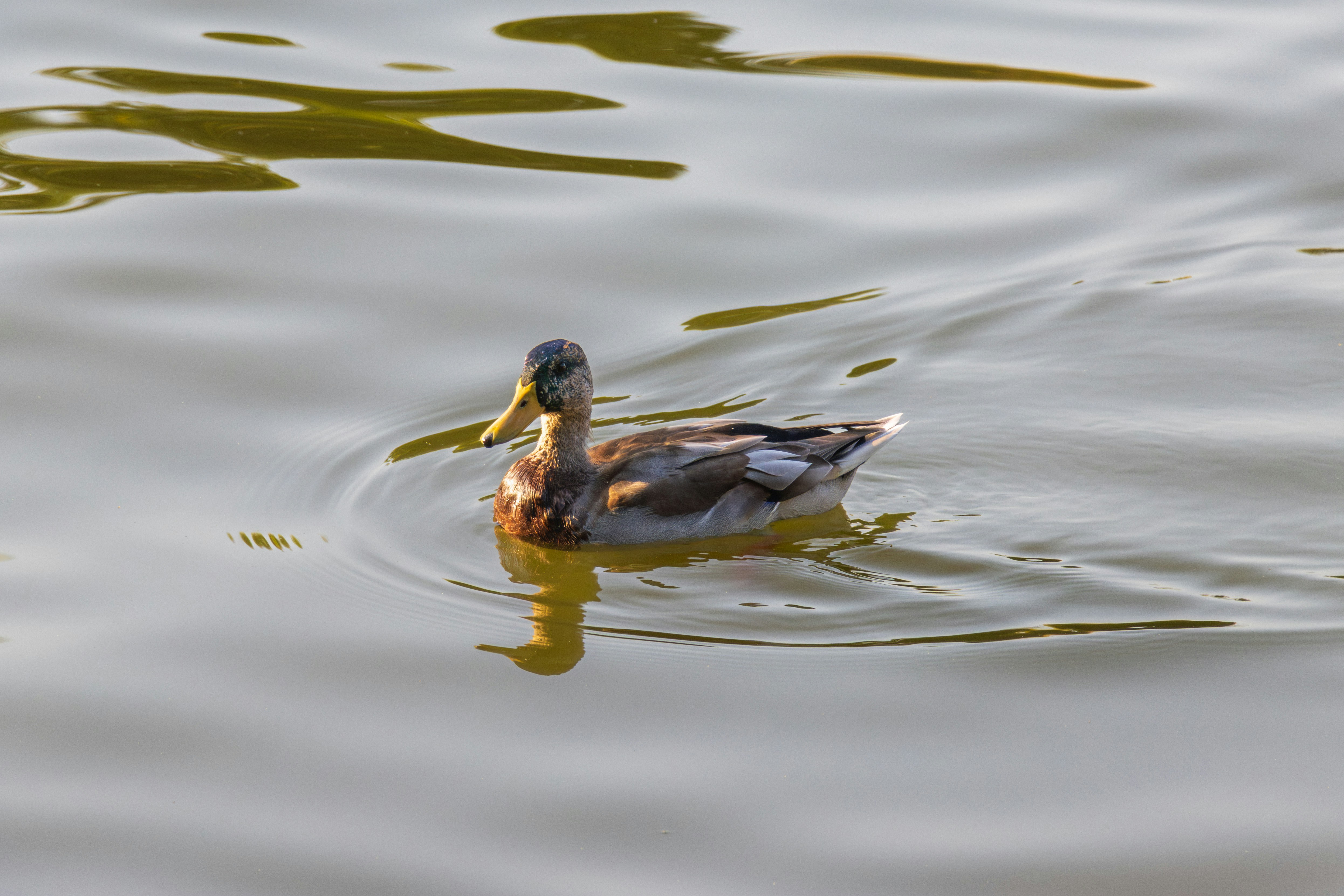 Photo by mechaowlstudios