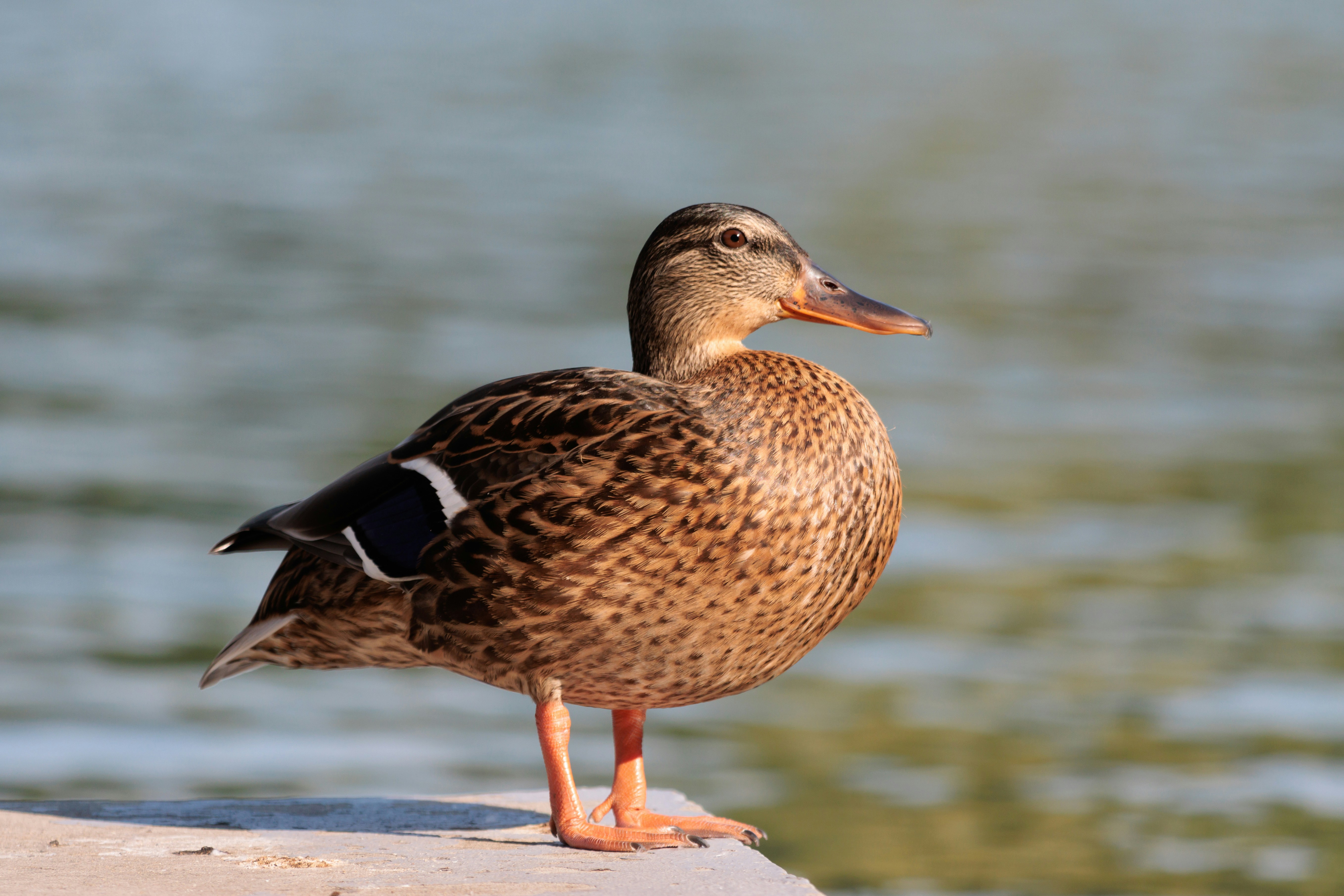 Photo by mechaowlstudios