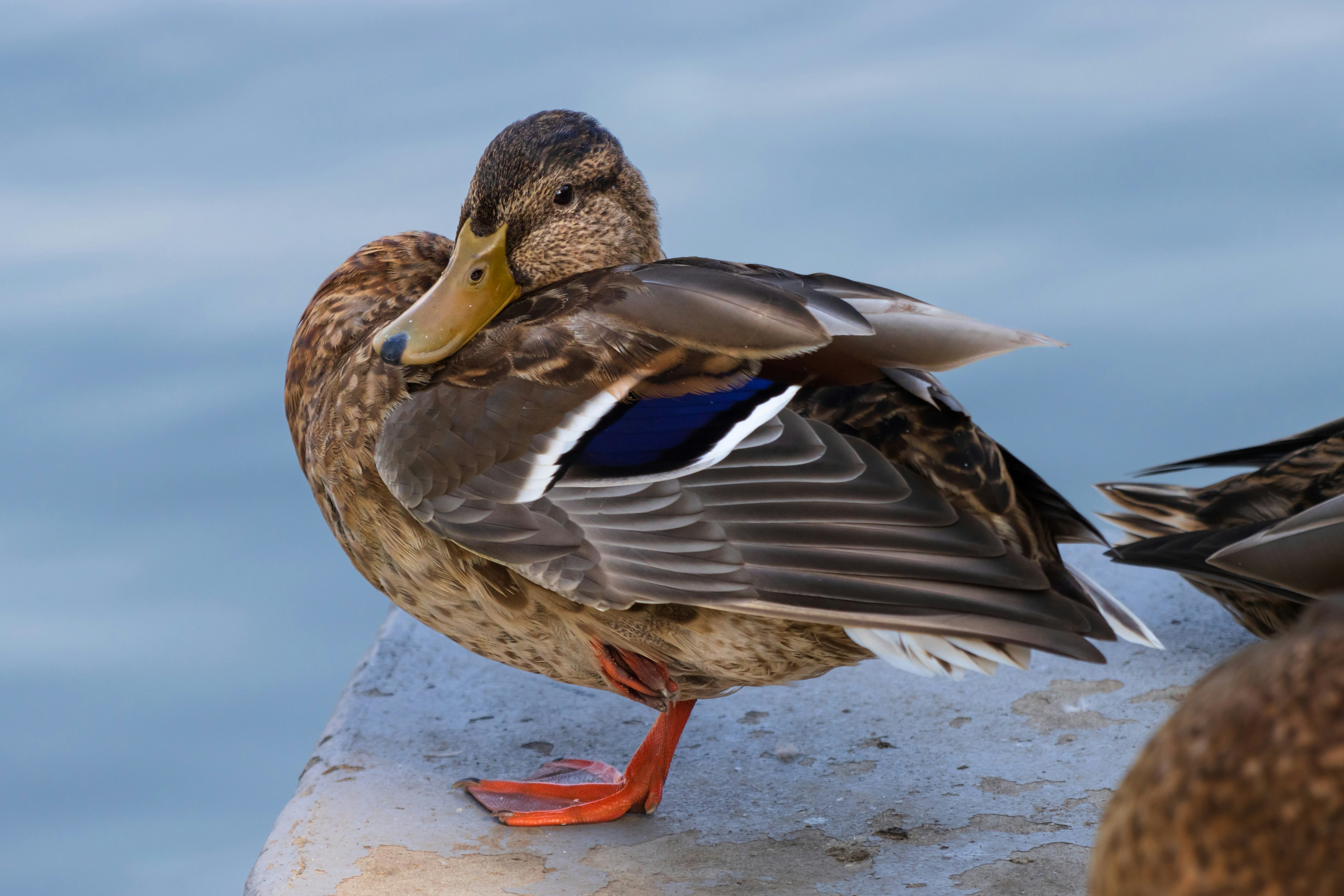 Photo by mechaowlstudios