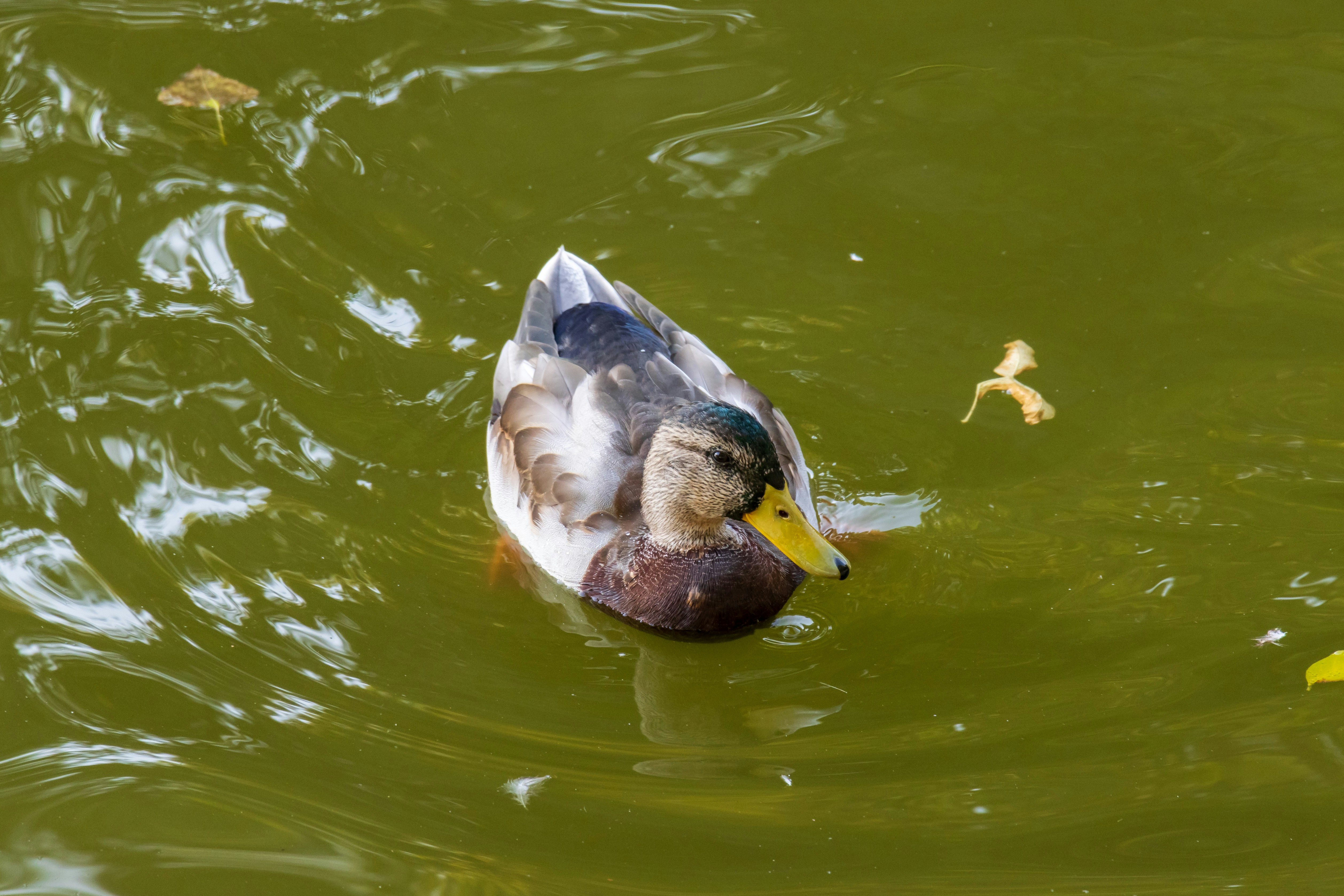 Photo by mechaowlstudios