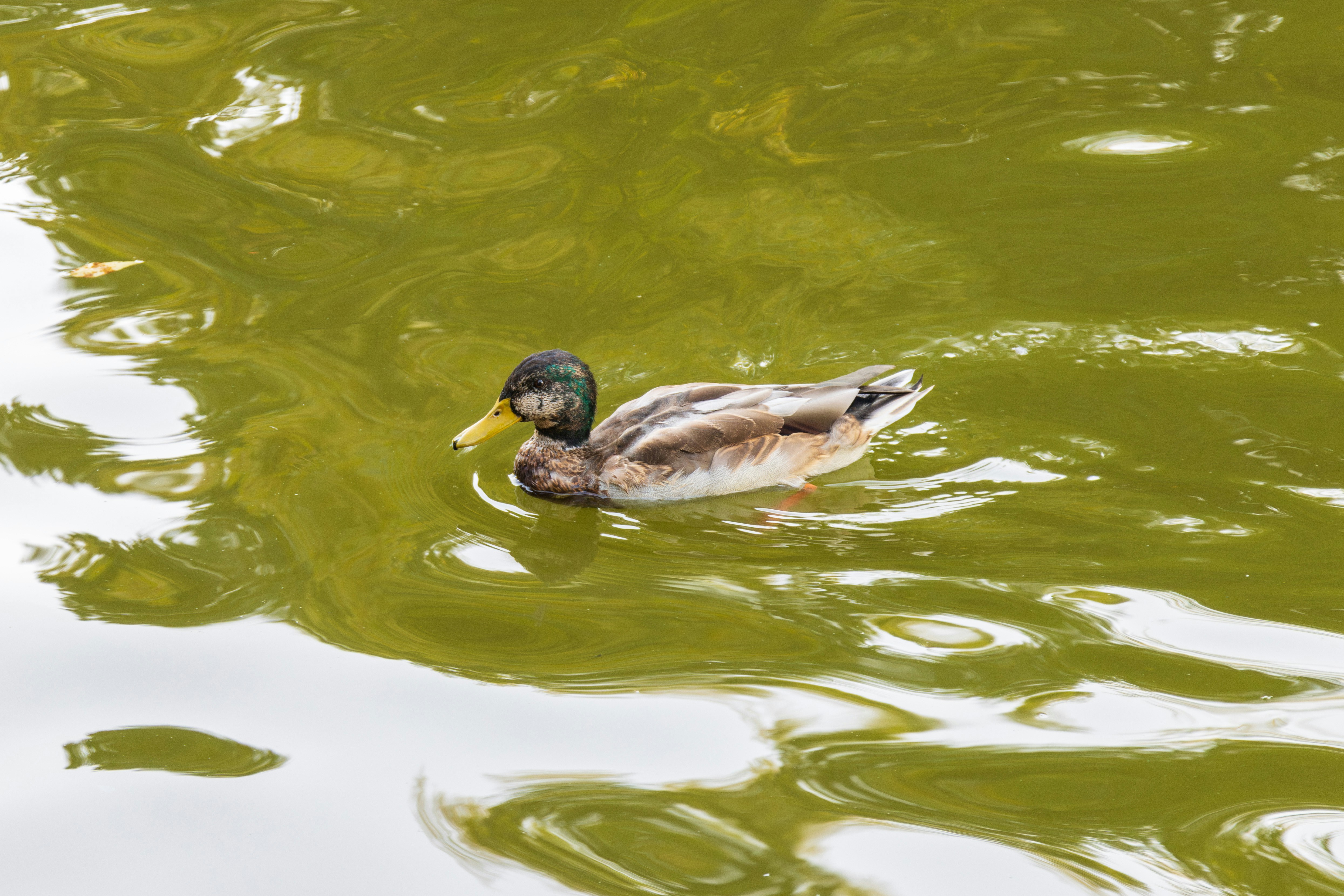 Photo by mechaowlstudios