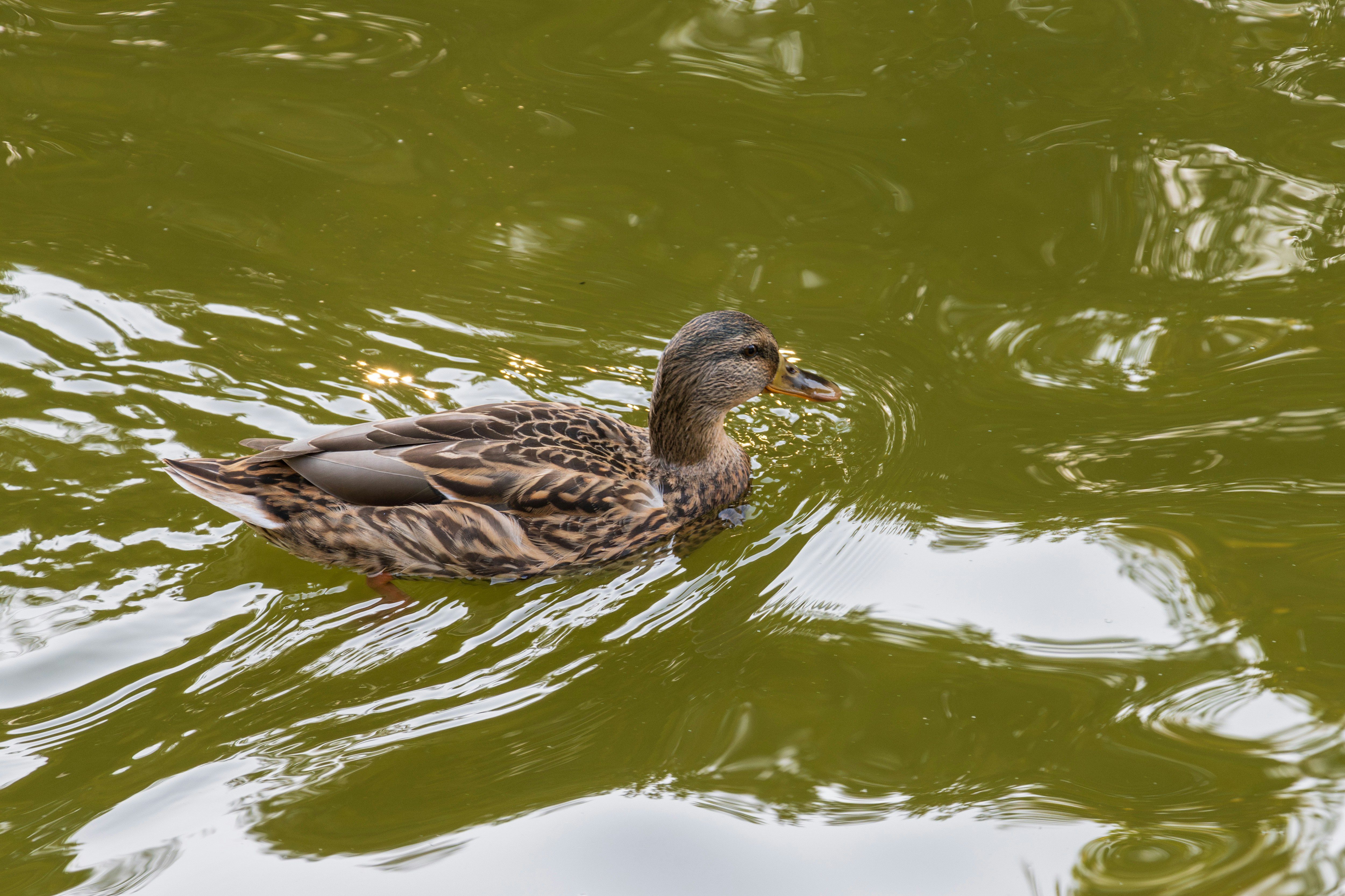 Photo by mechaowlstudios