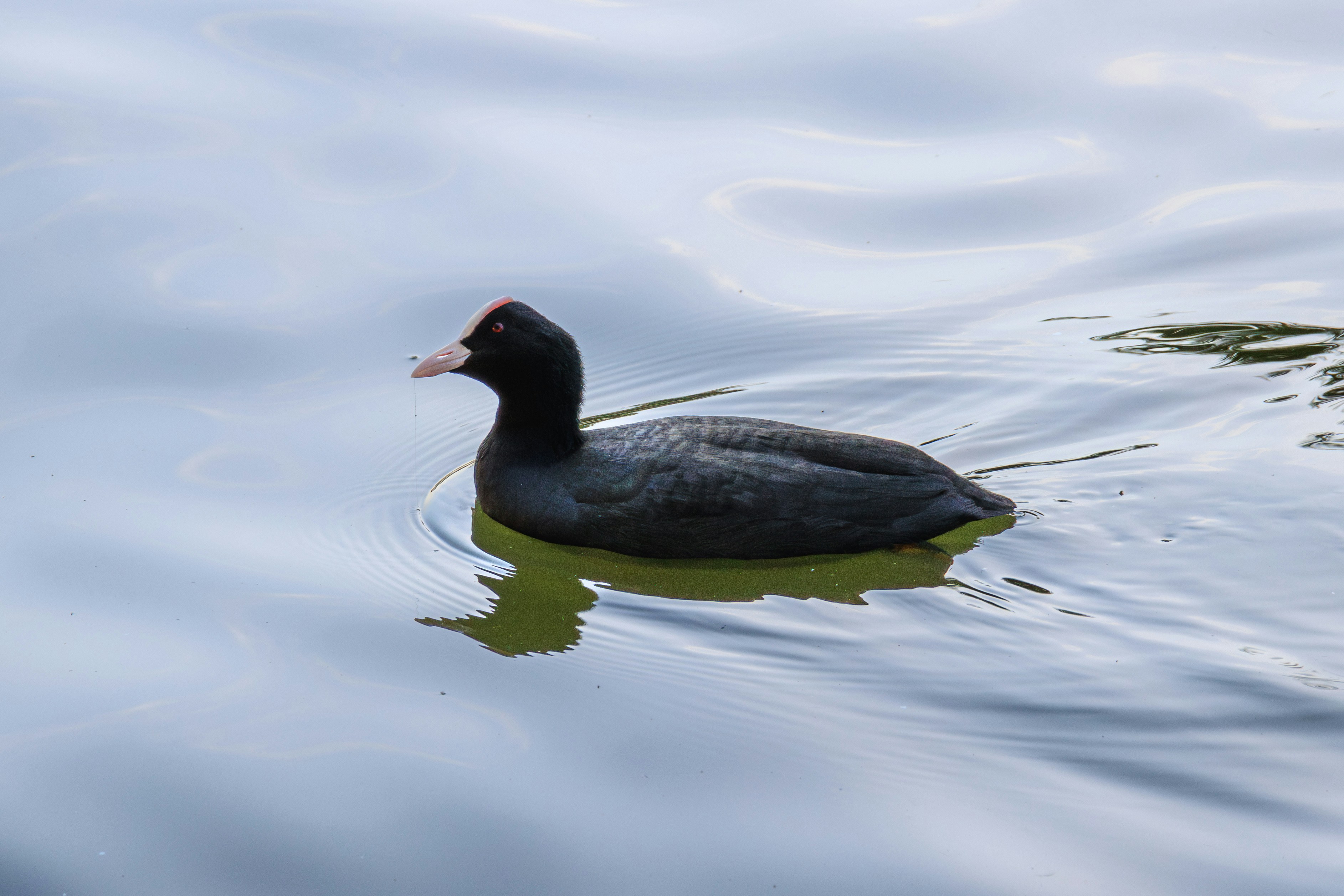 Photo by mechaowlstudios