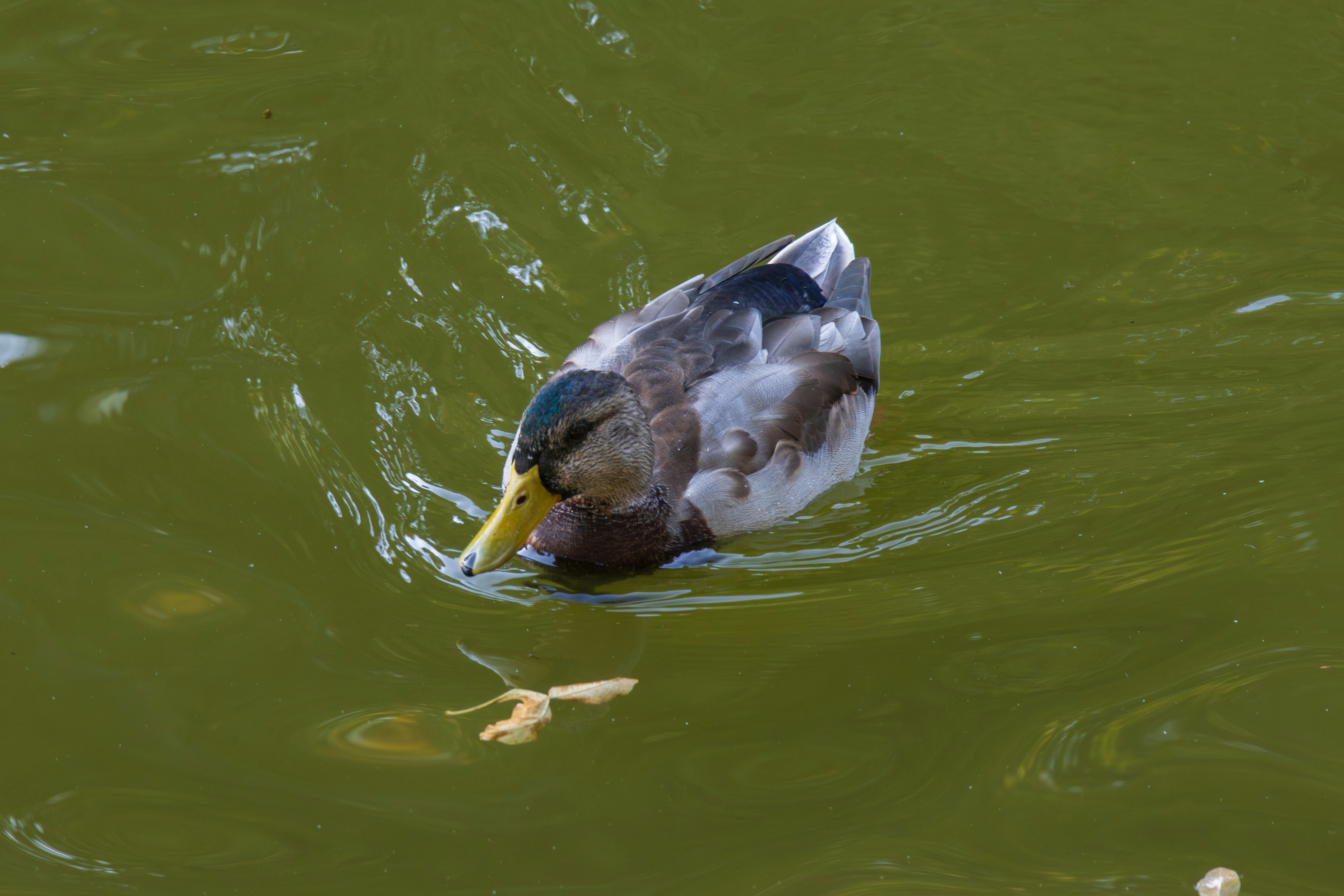 Photo by mechaowlstudios