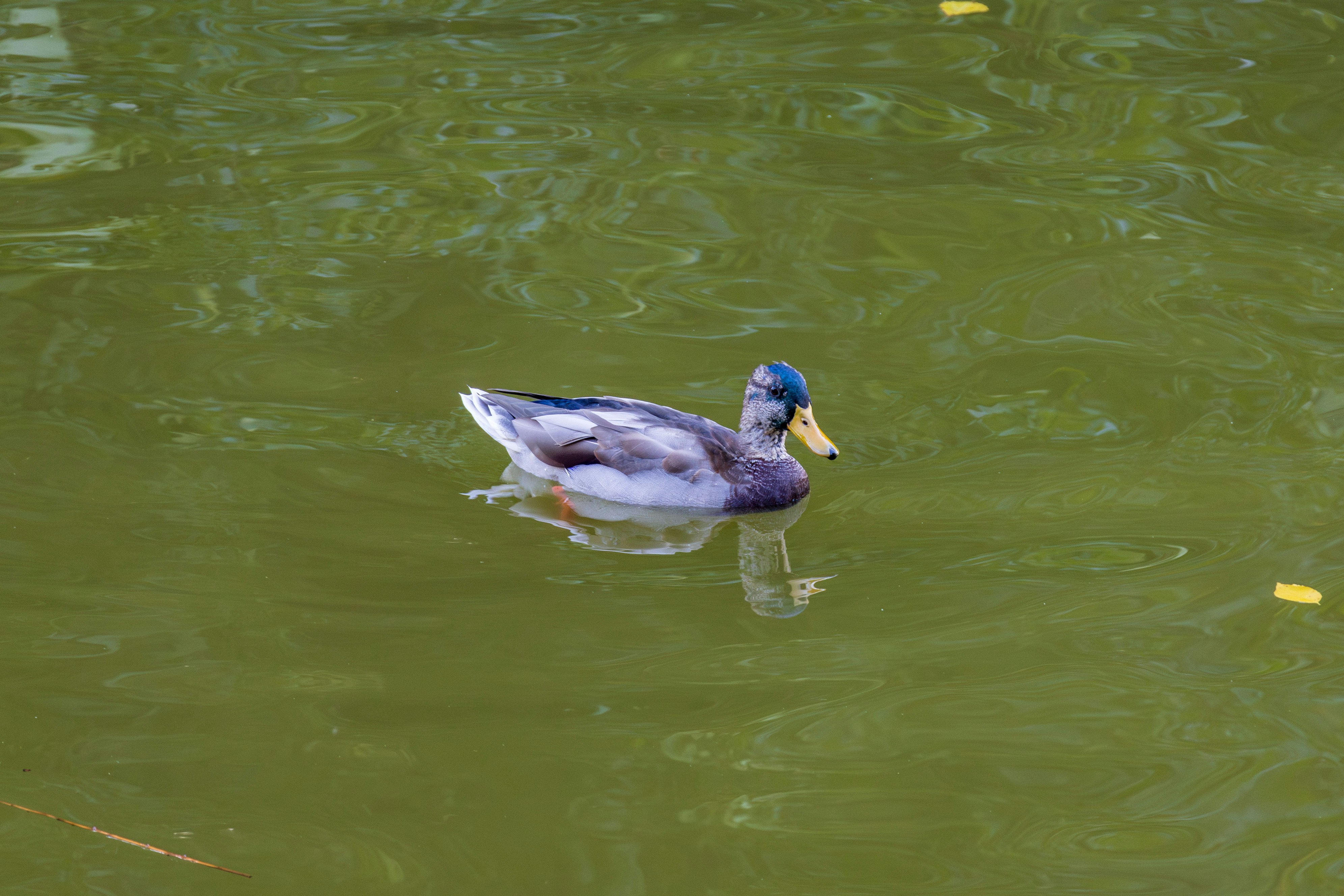 Photo by mechaowlstudios