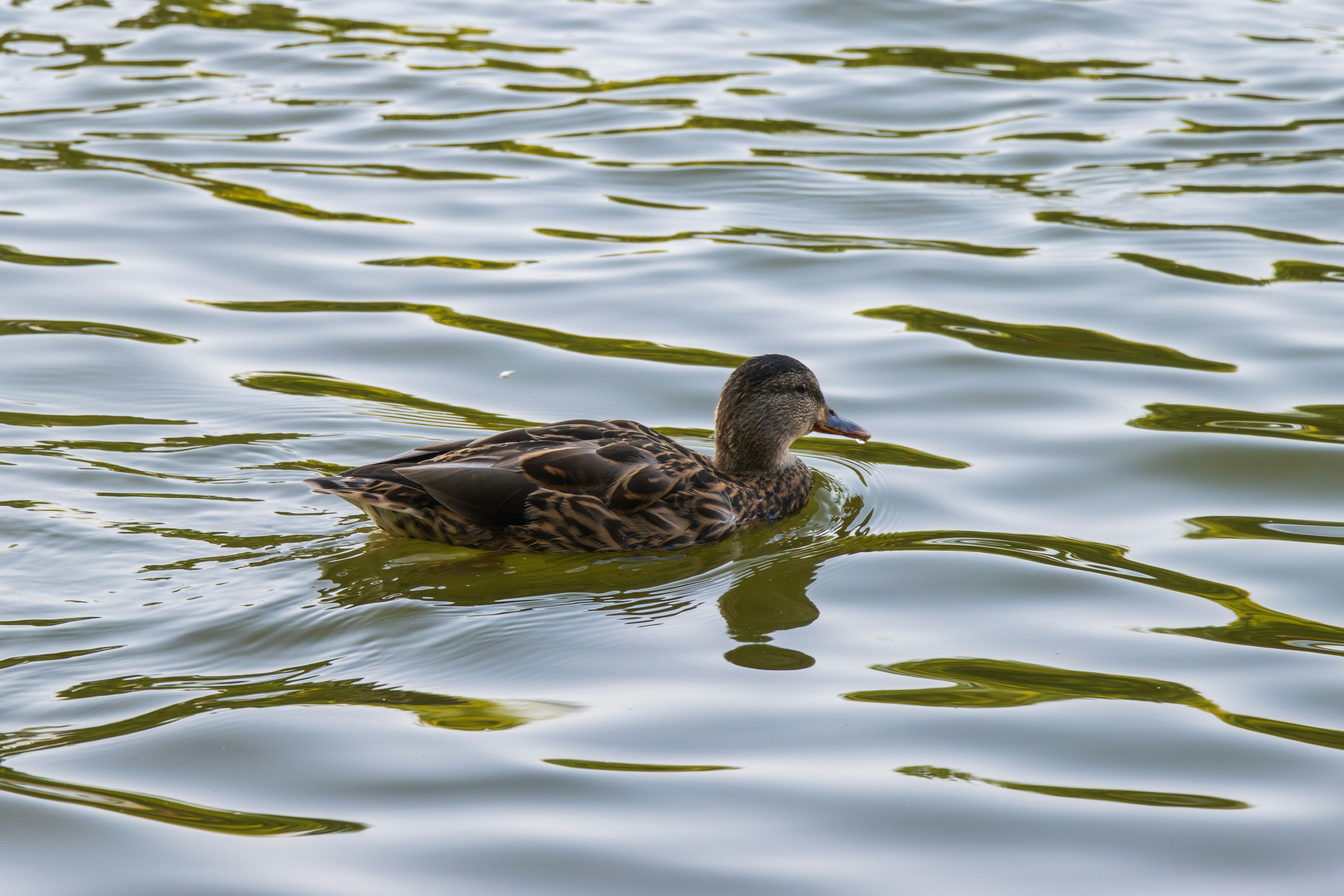 Photo by mechaowlstudios