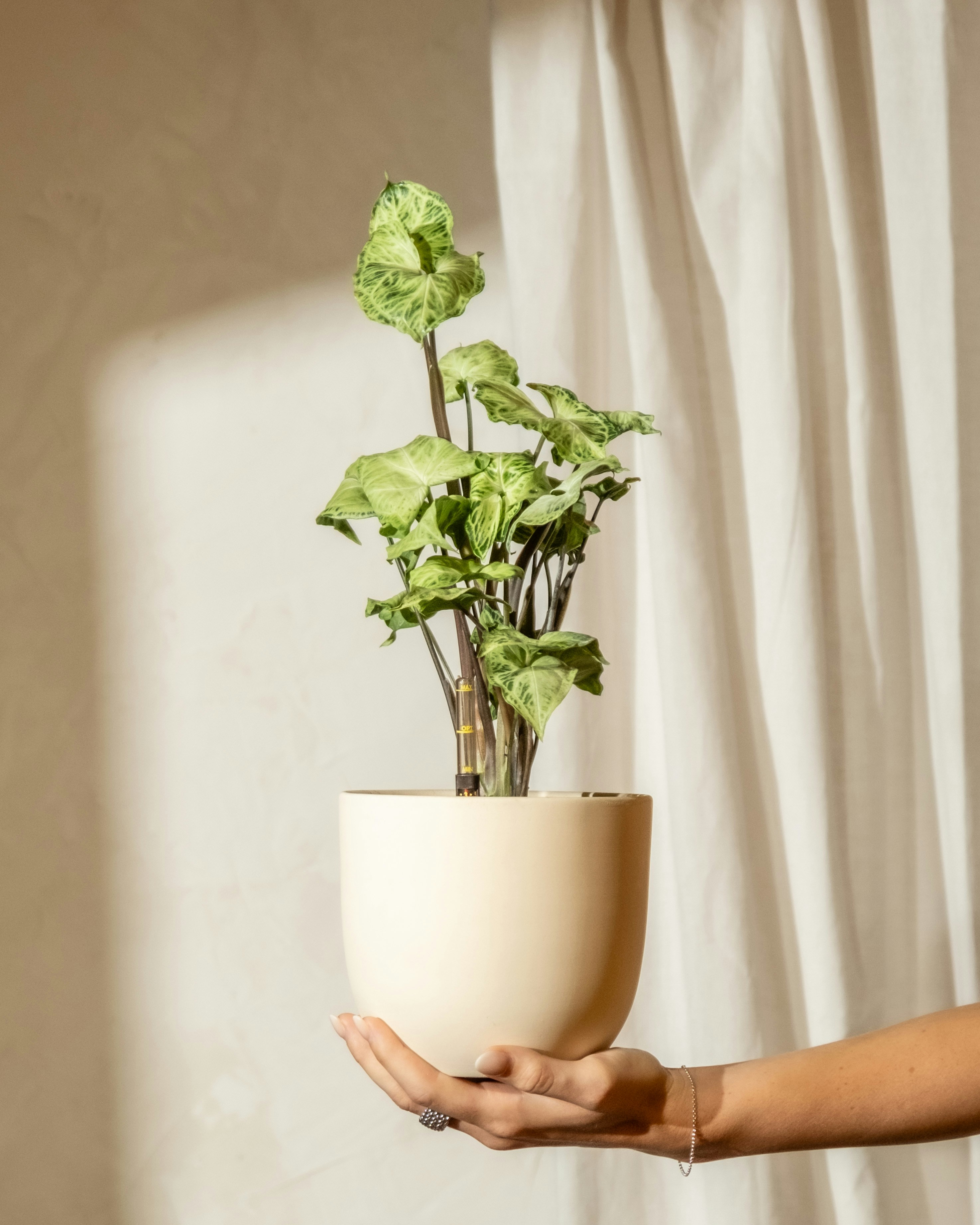 Photo by feeypflanzen