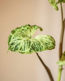 A close up of a plant with a green leaf