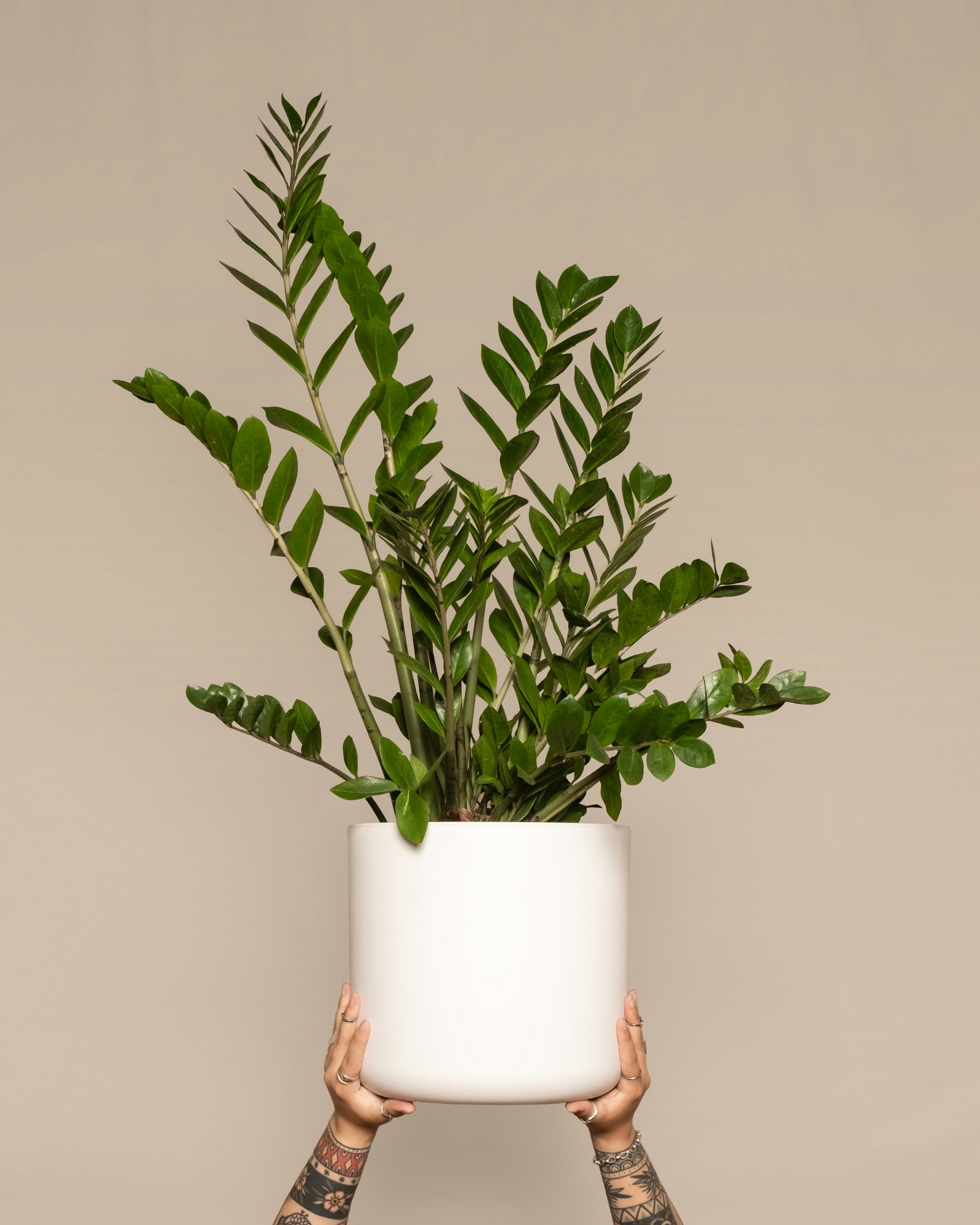 Photo by feeypflanzen