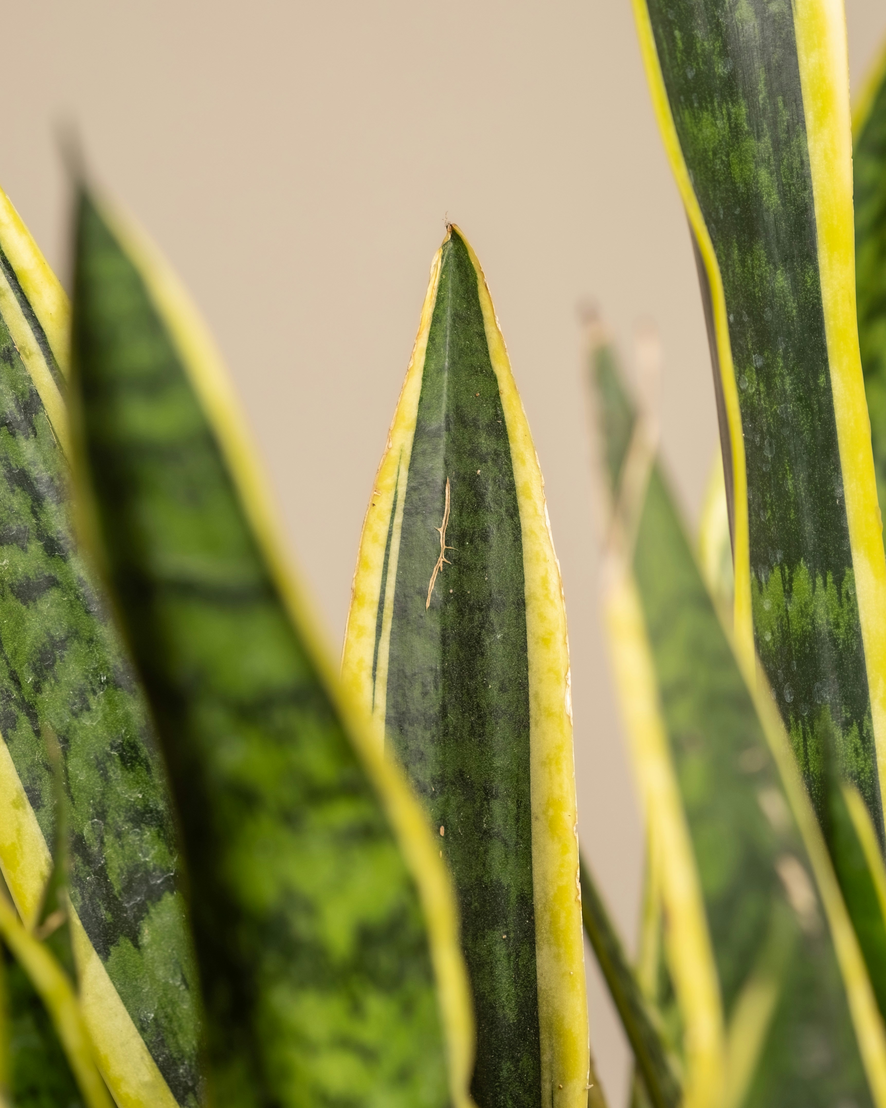 Photo by feeypflanzen