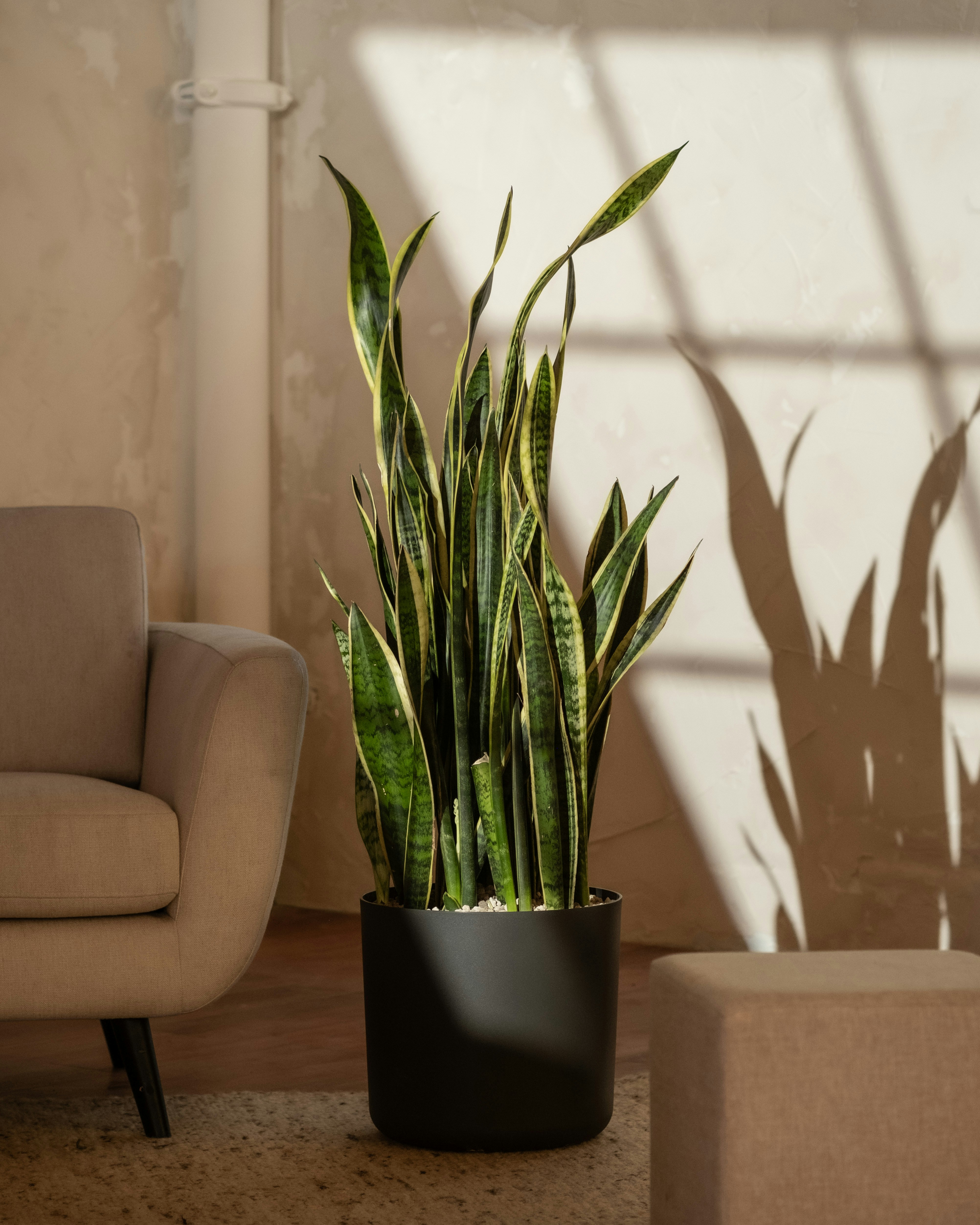 Photo by feeypflanzen