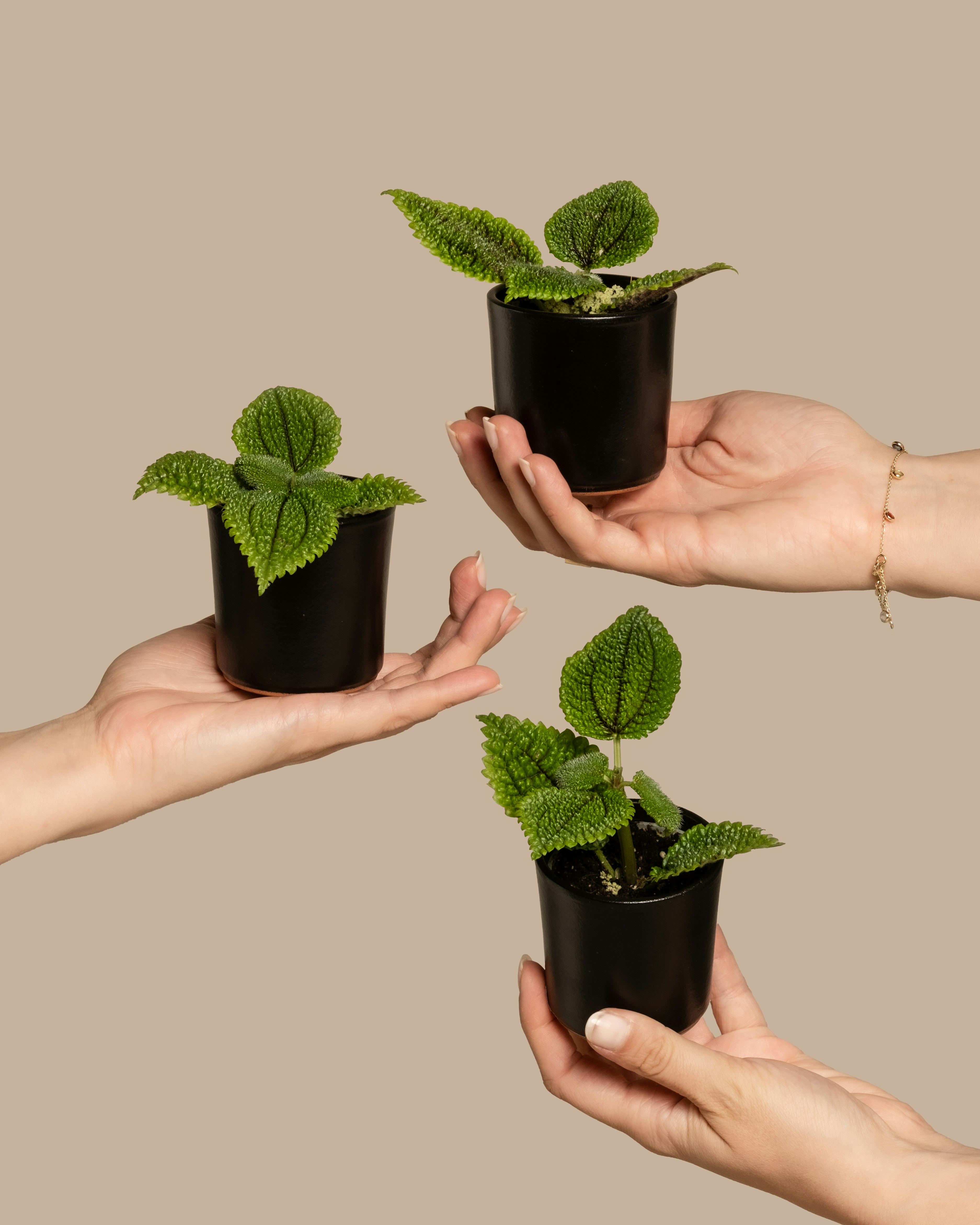 A group of people holding small plants in their hands