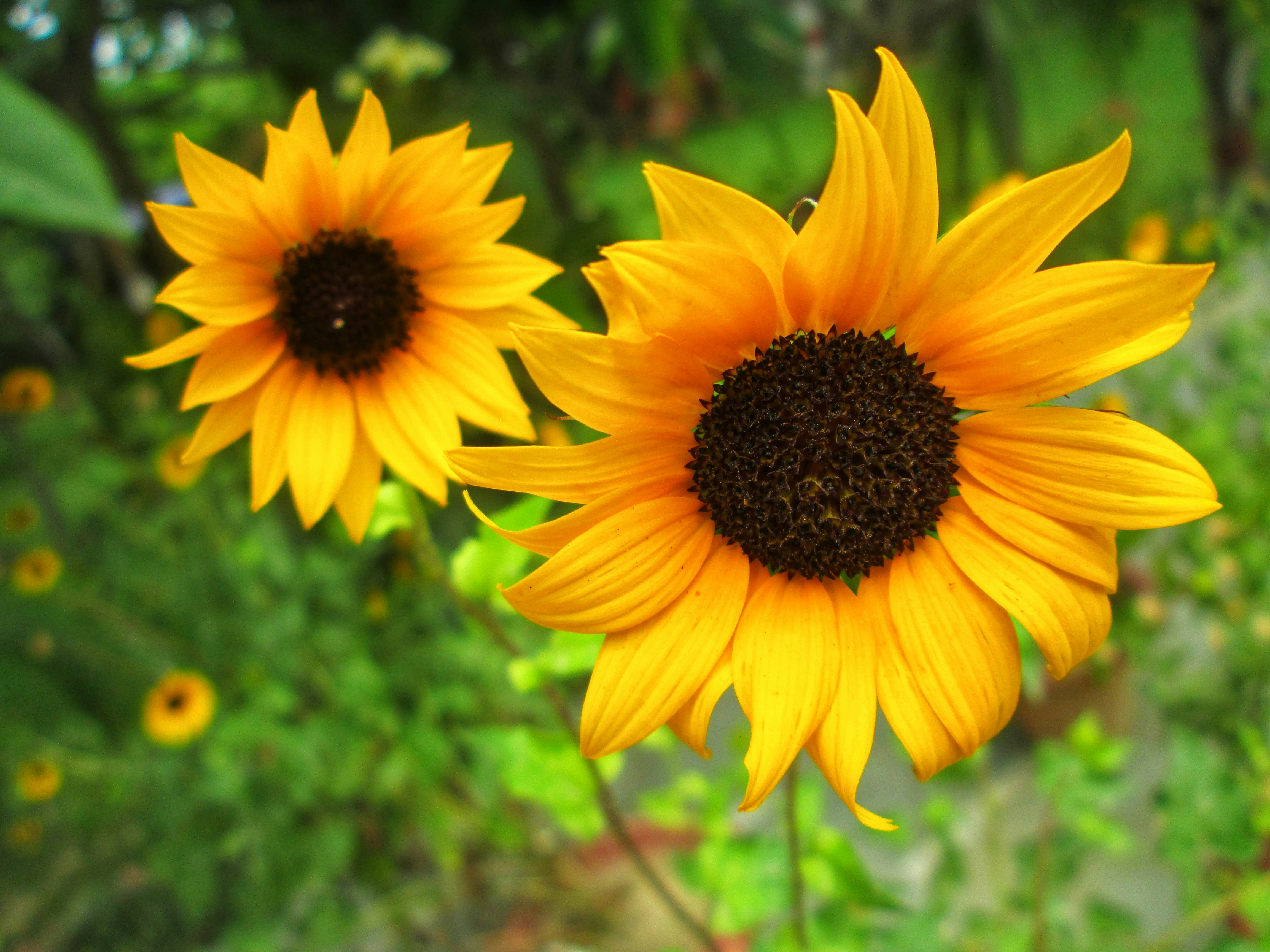 Photo by rishabh_tripathi