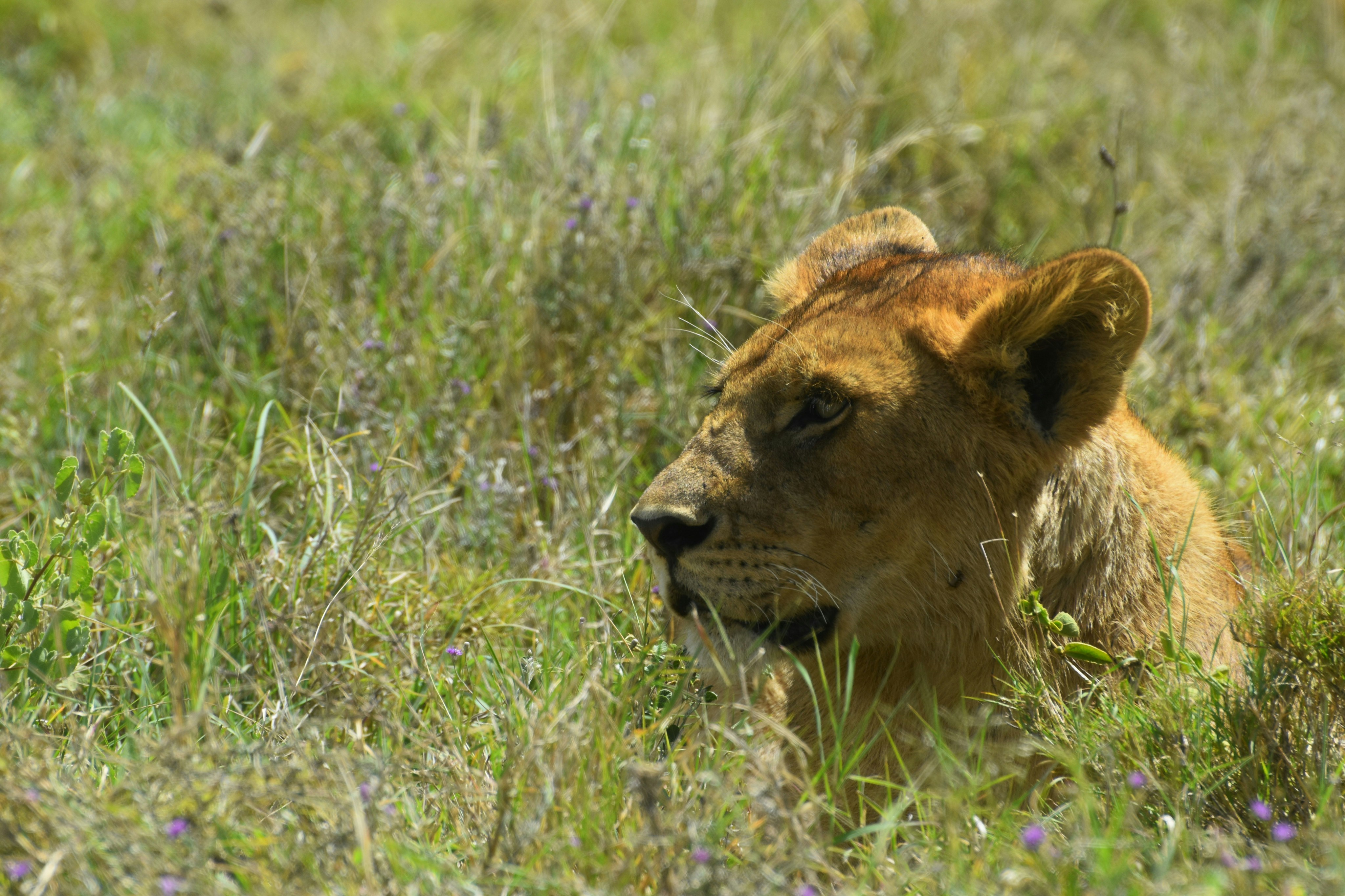 Photo by muffujohar786