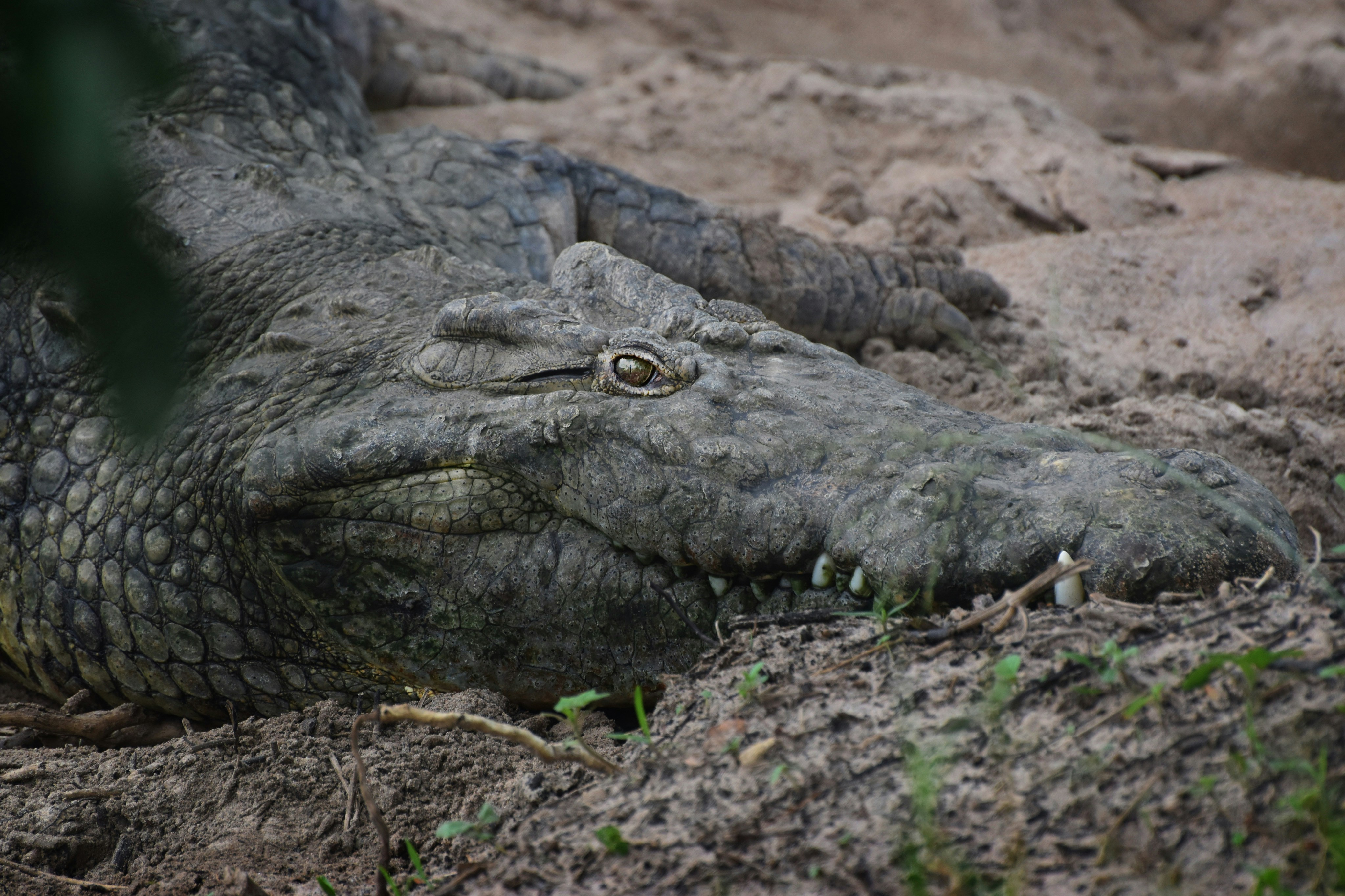 Photo by muffujohar786