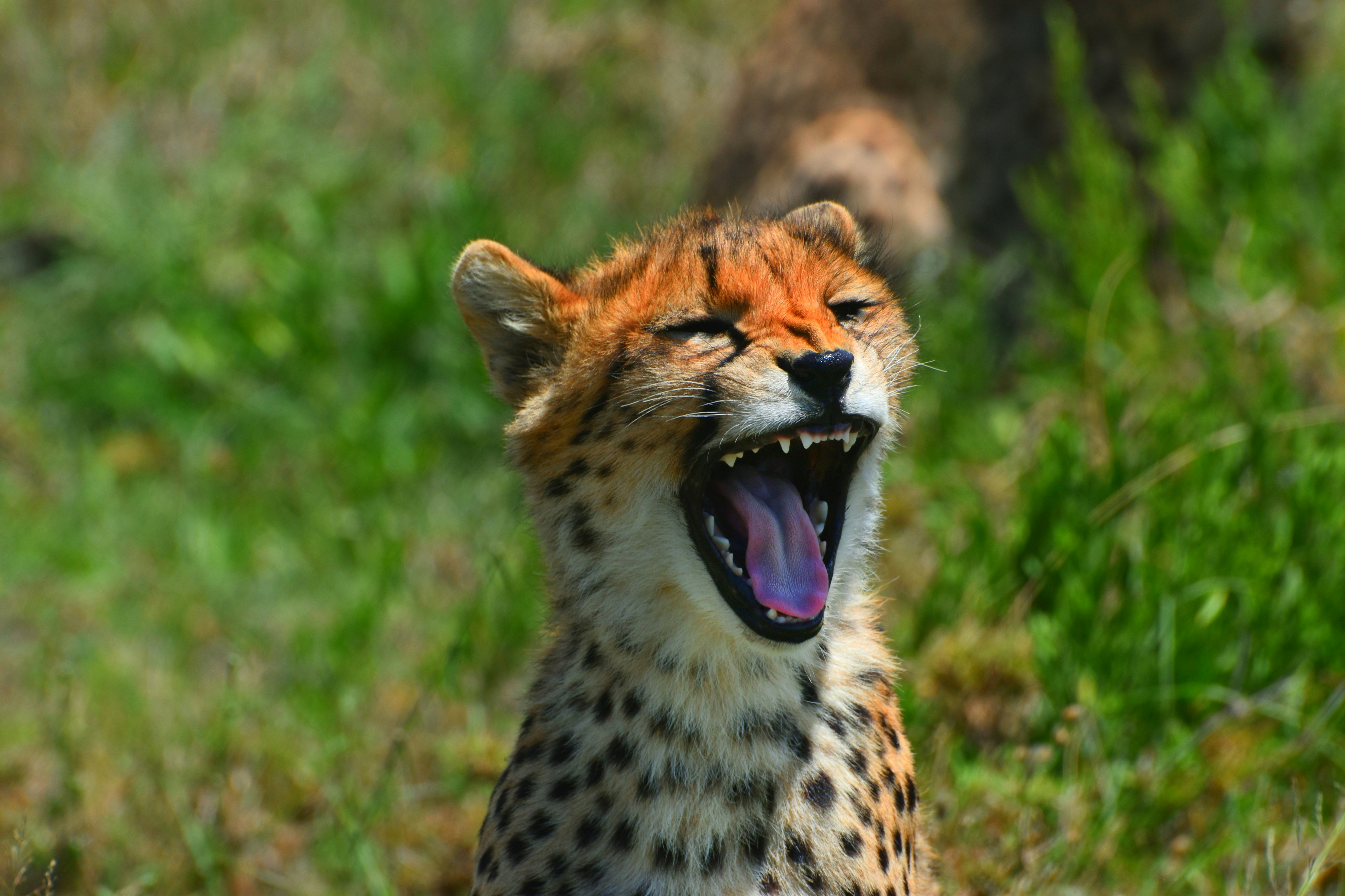 Un guepardo bosteza mientras está sentado en la hierba
