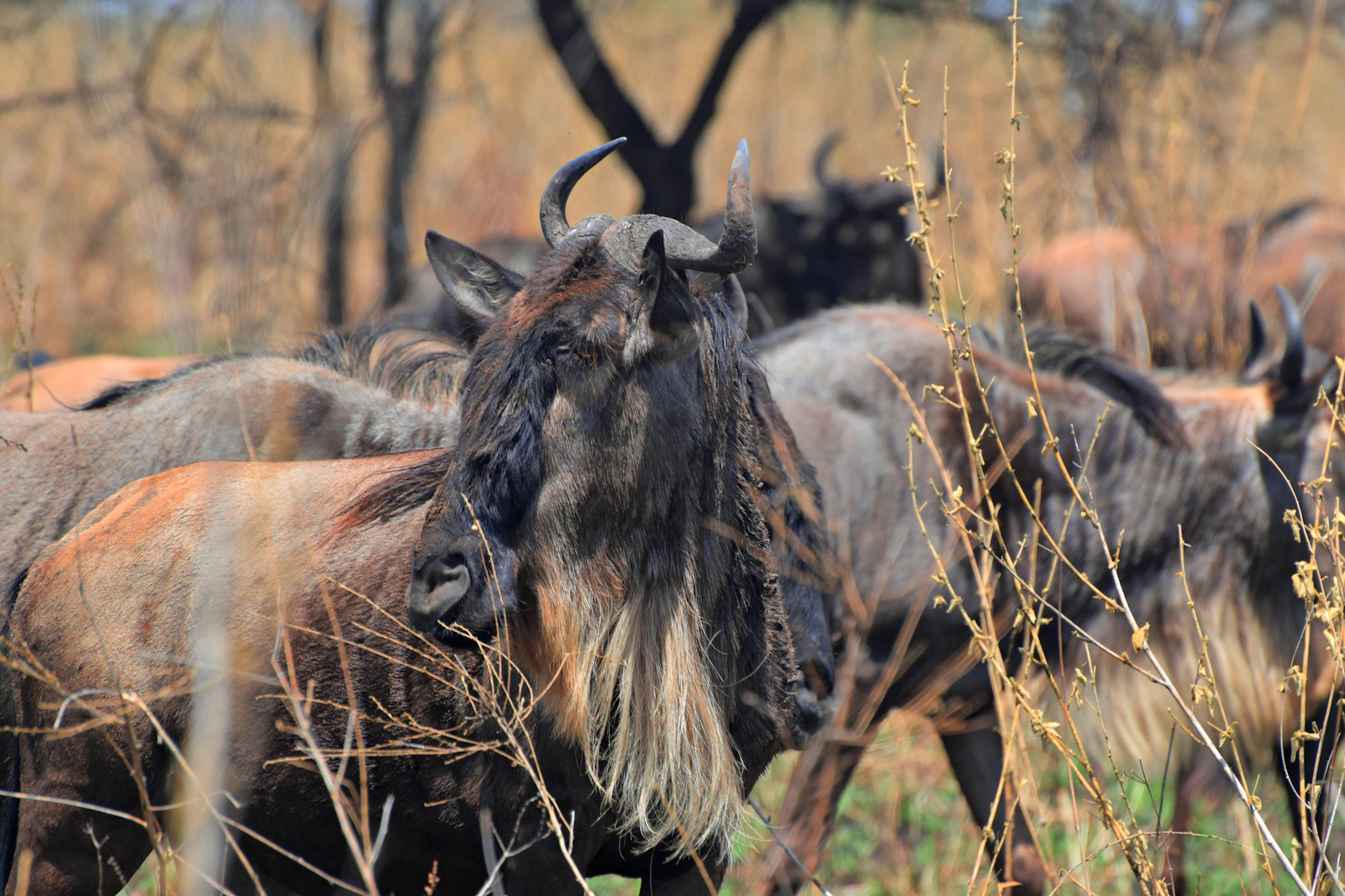 Serengeti plains, Tanzania