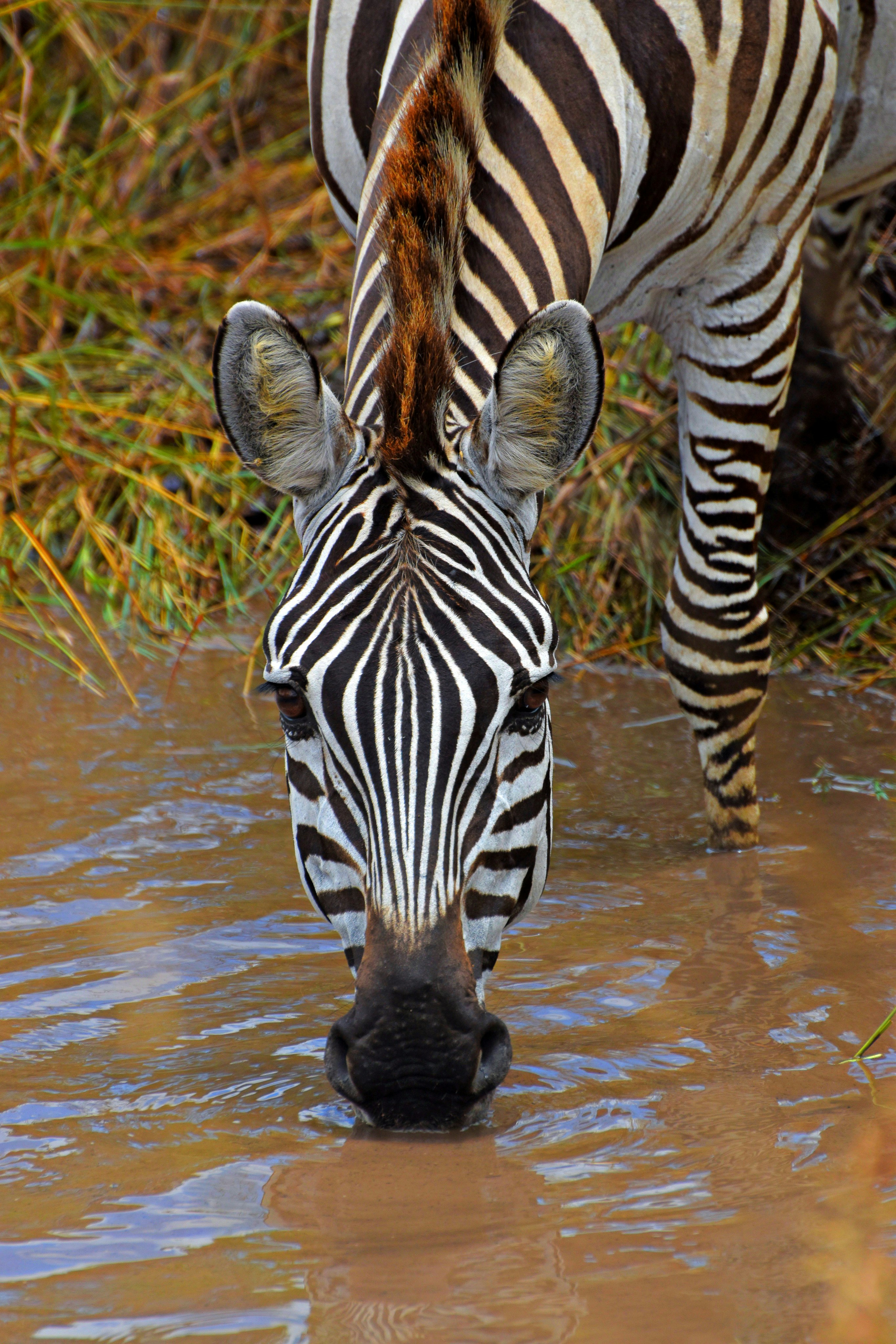 A zebra is standing in the water looking at the camera