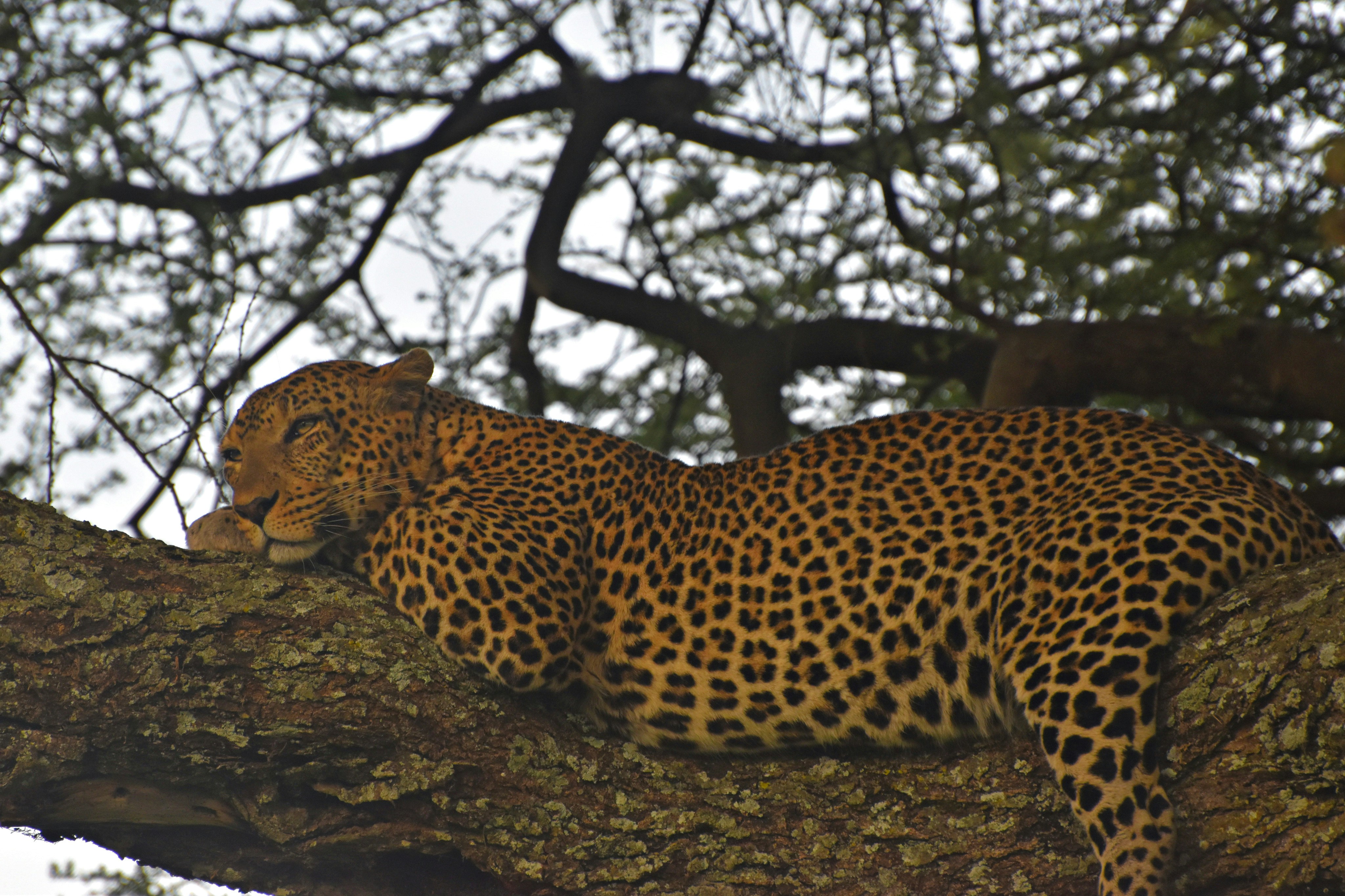 Un gran leopardo acostado en lo alto de la rama de un árbol