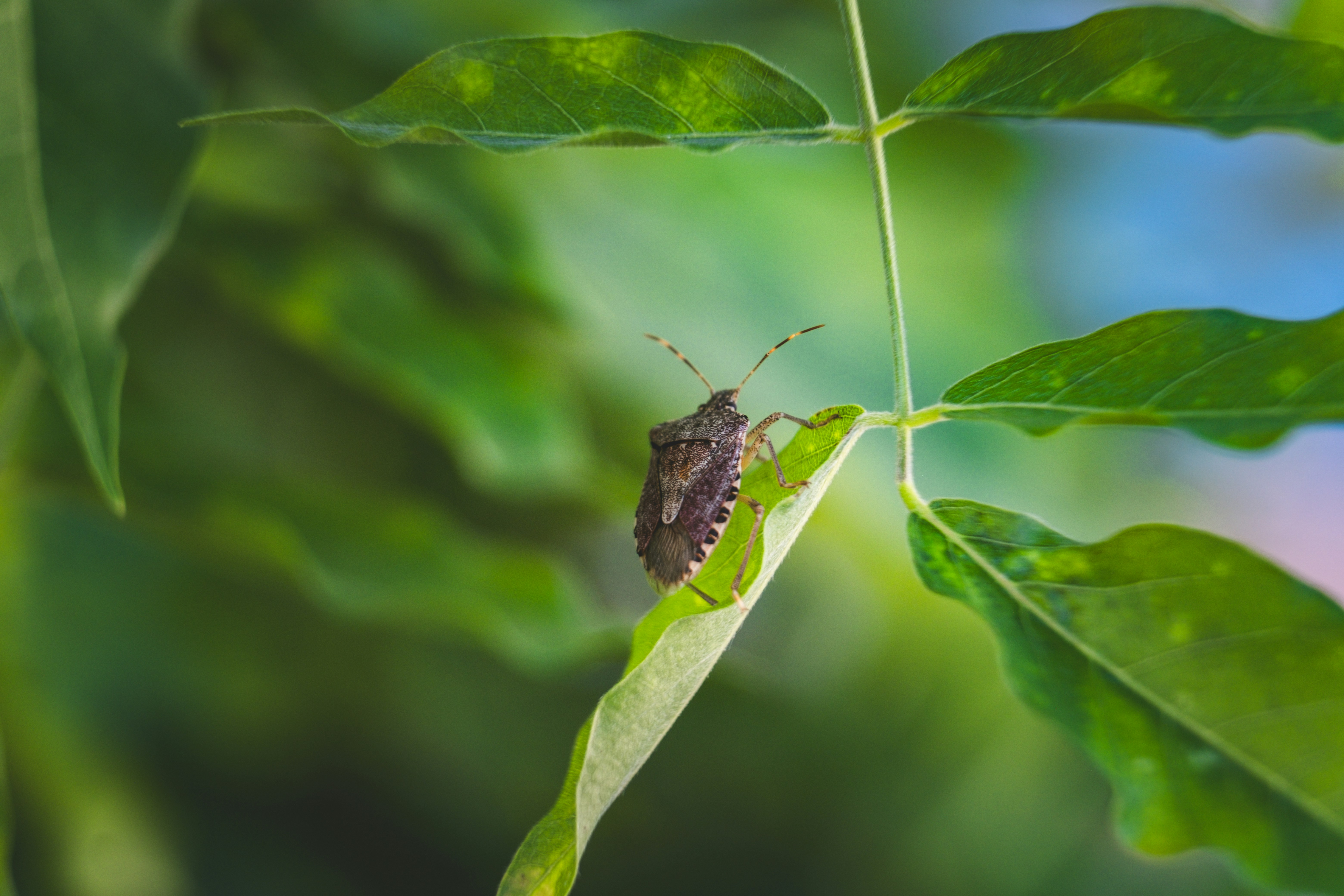 Photo by francesco_ungaro