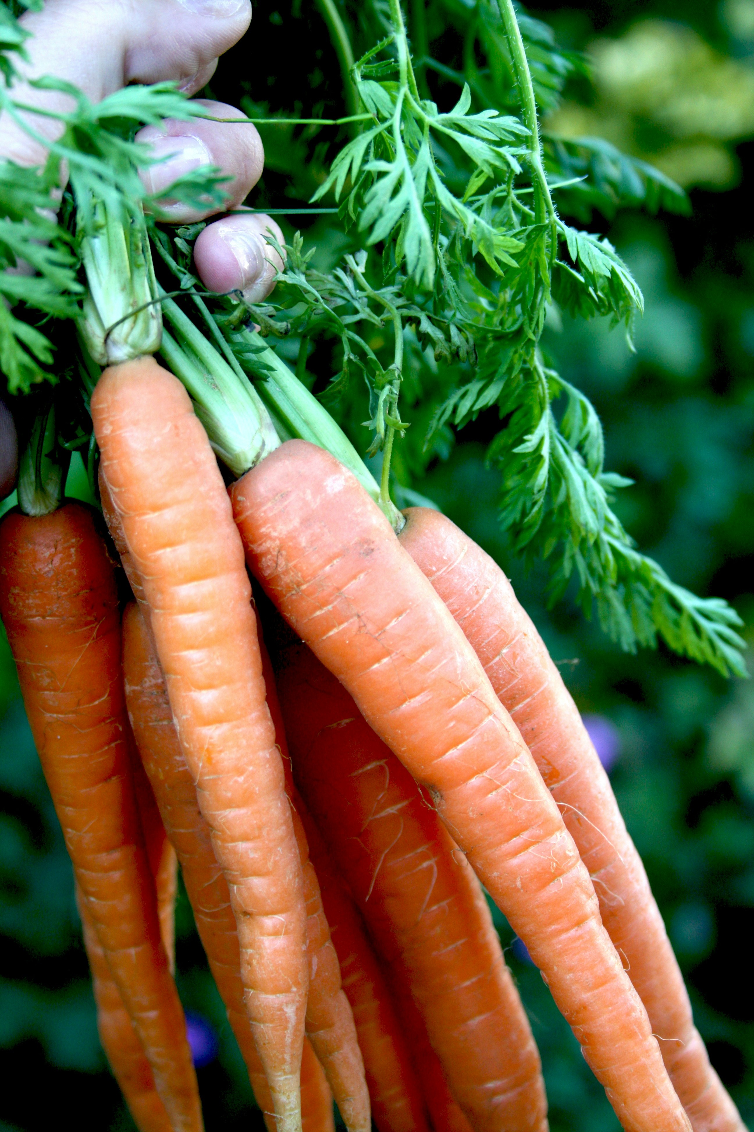 A person holding a bunch of carrots in their hands