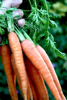A person holding a bunch of carrots in their hands