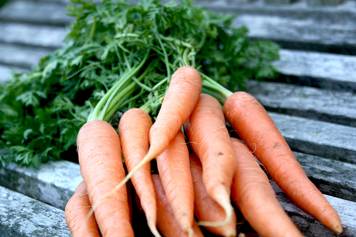 Growing Carrot Gajar at Home India Deep Container