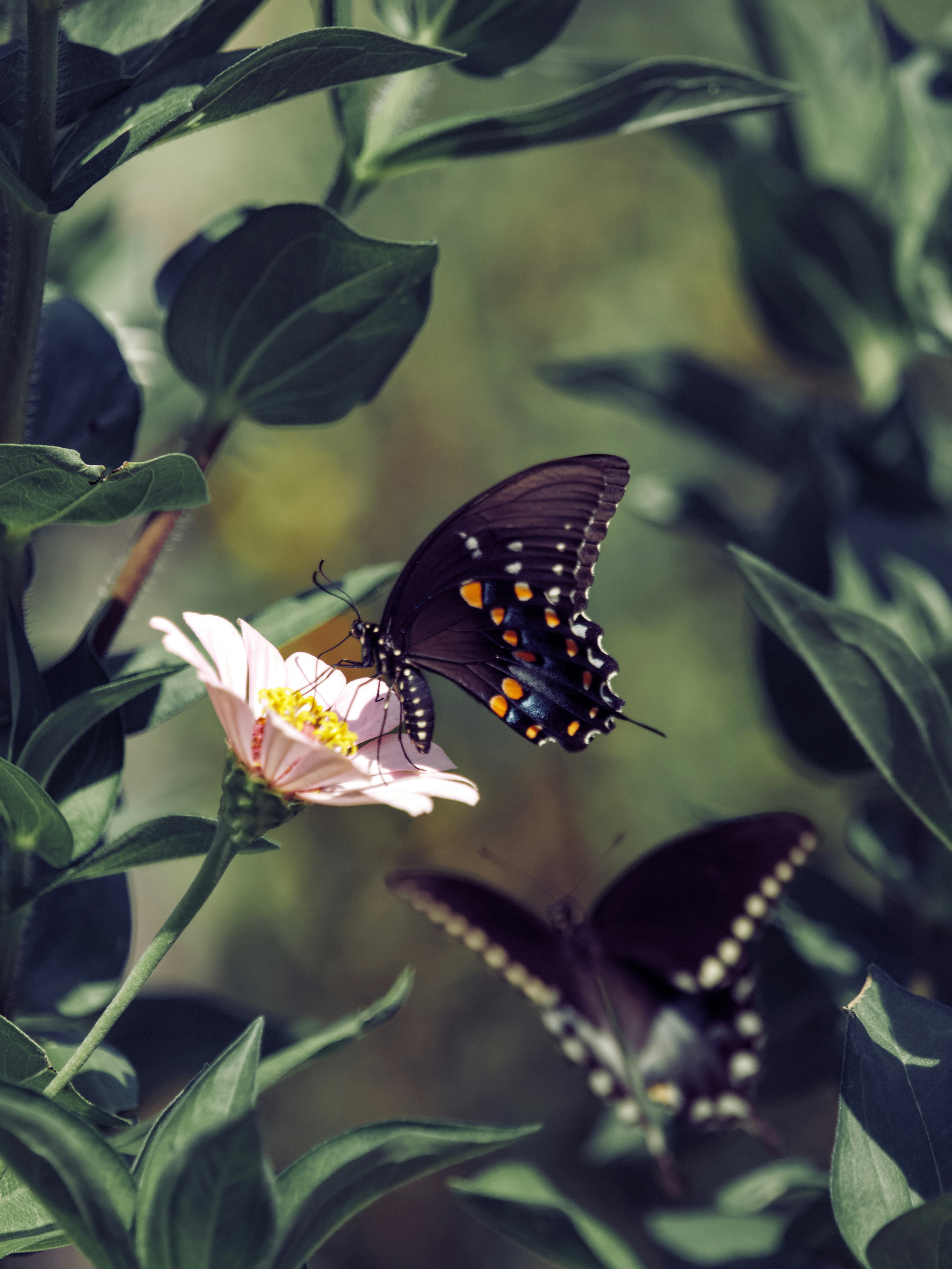 A couple of butterflies that are on some flowers