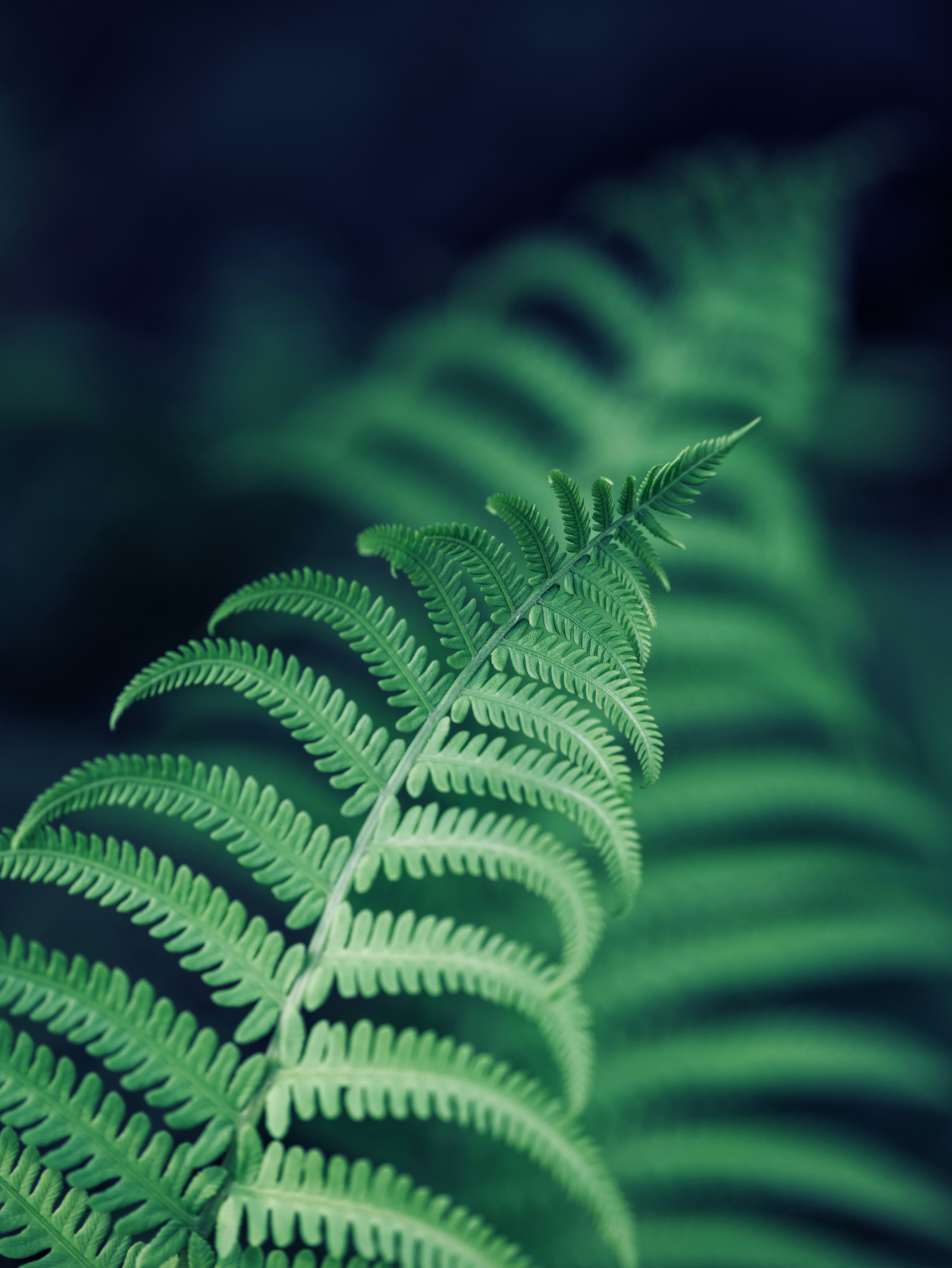 A close up of a green fern leaf