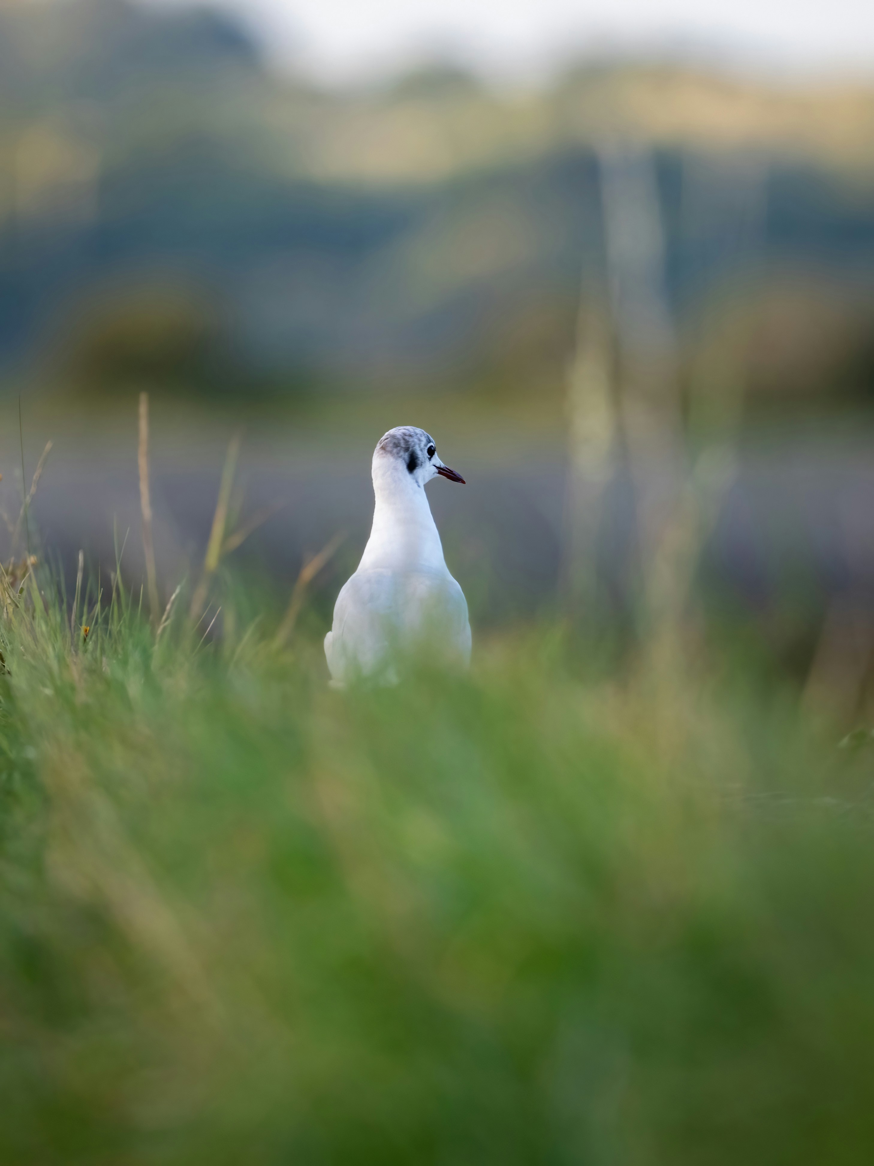 Photo by coombez