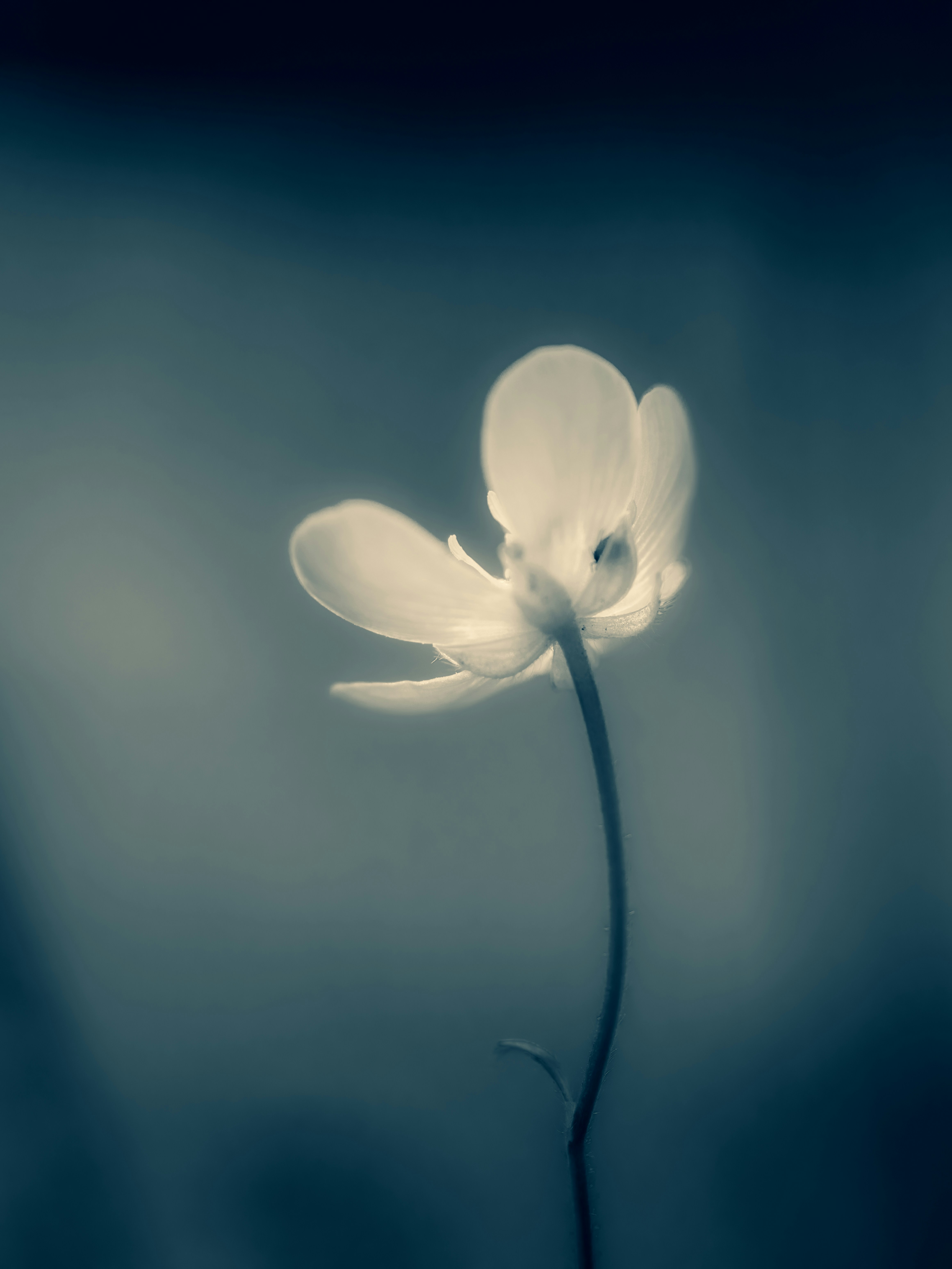 A single white flower in a black and white photo