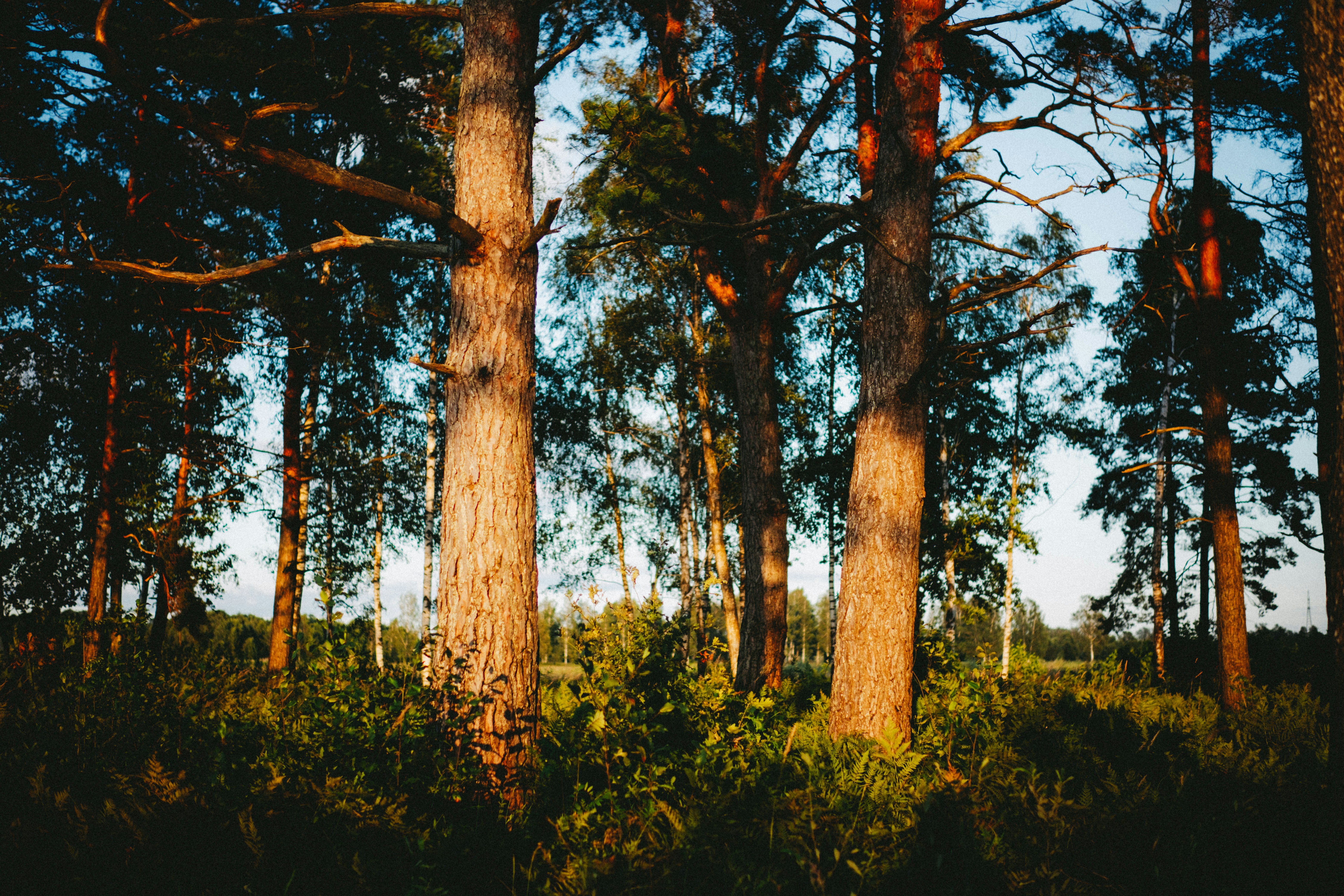 Photo by emlijaskrupska