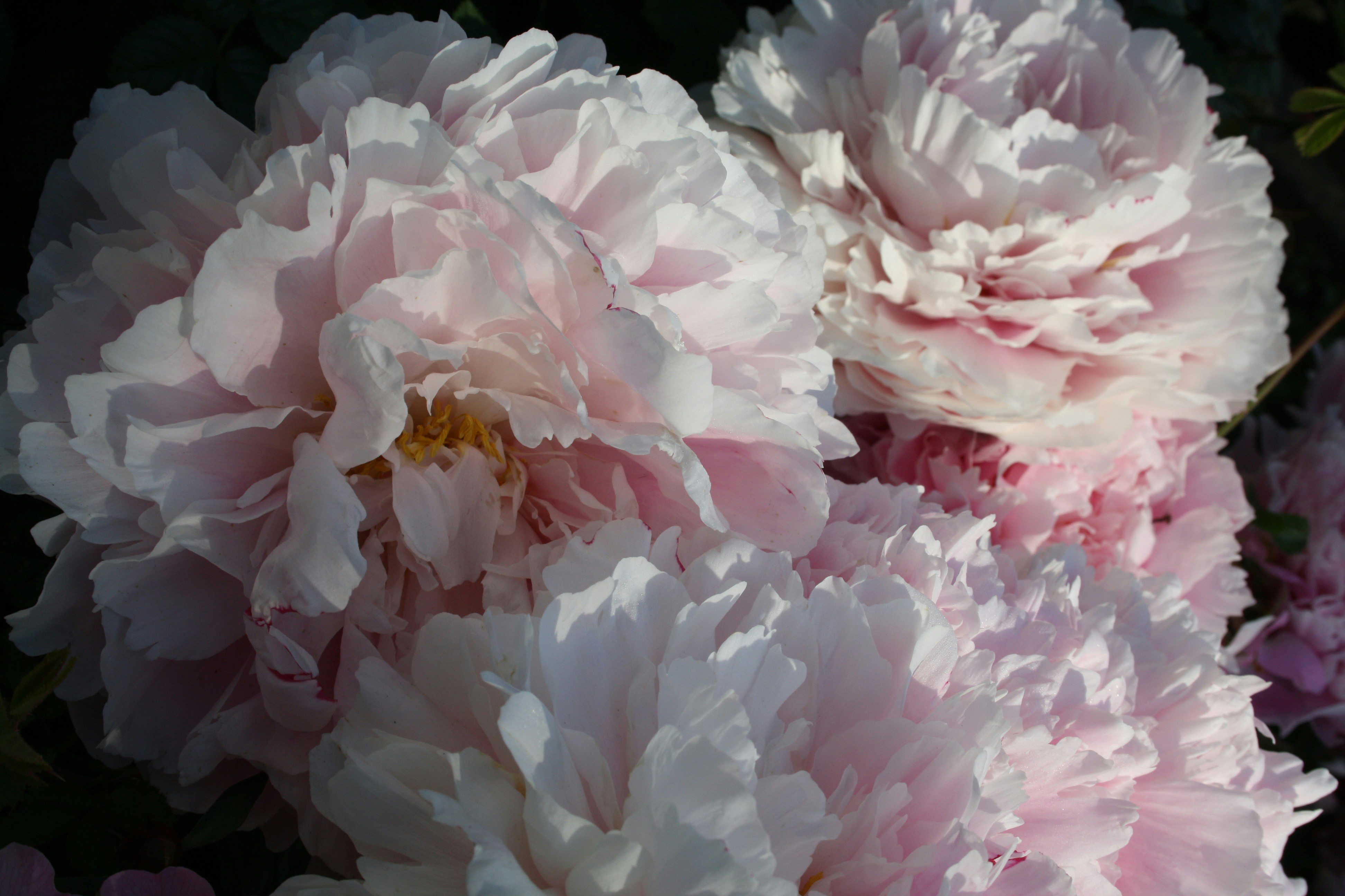 Photo by littlegemstudio