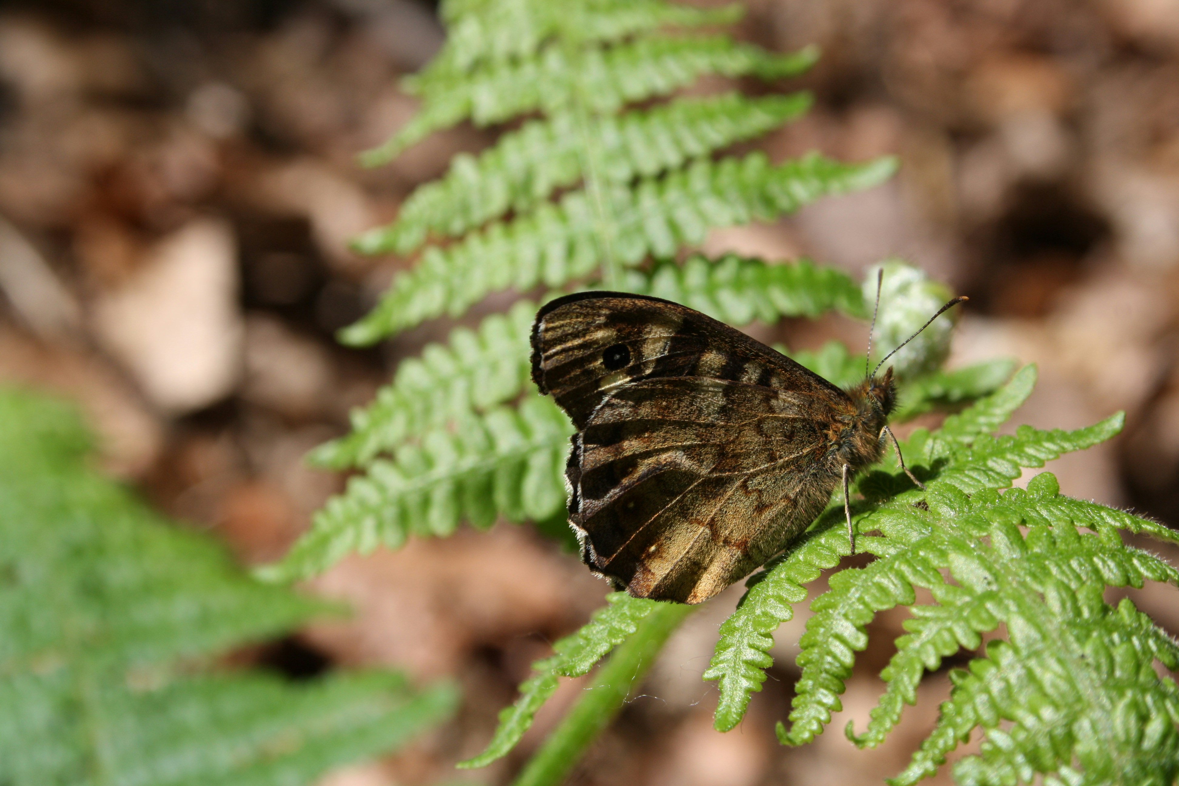 A brown and black butterfly sitting on a green plant