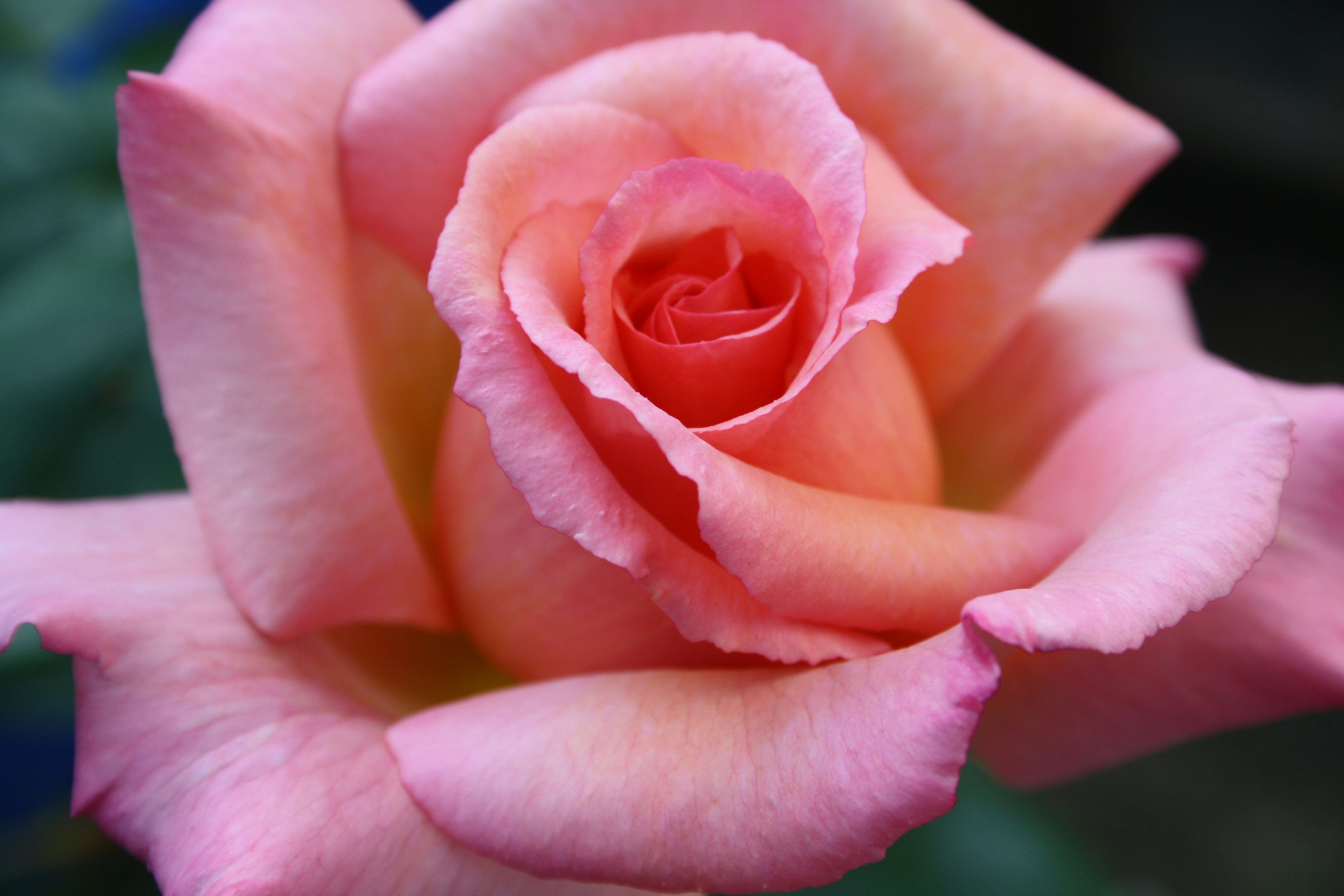 Photo by littlegemstudio