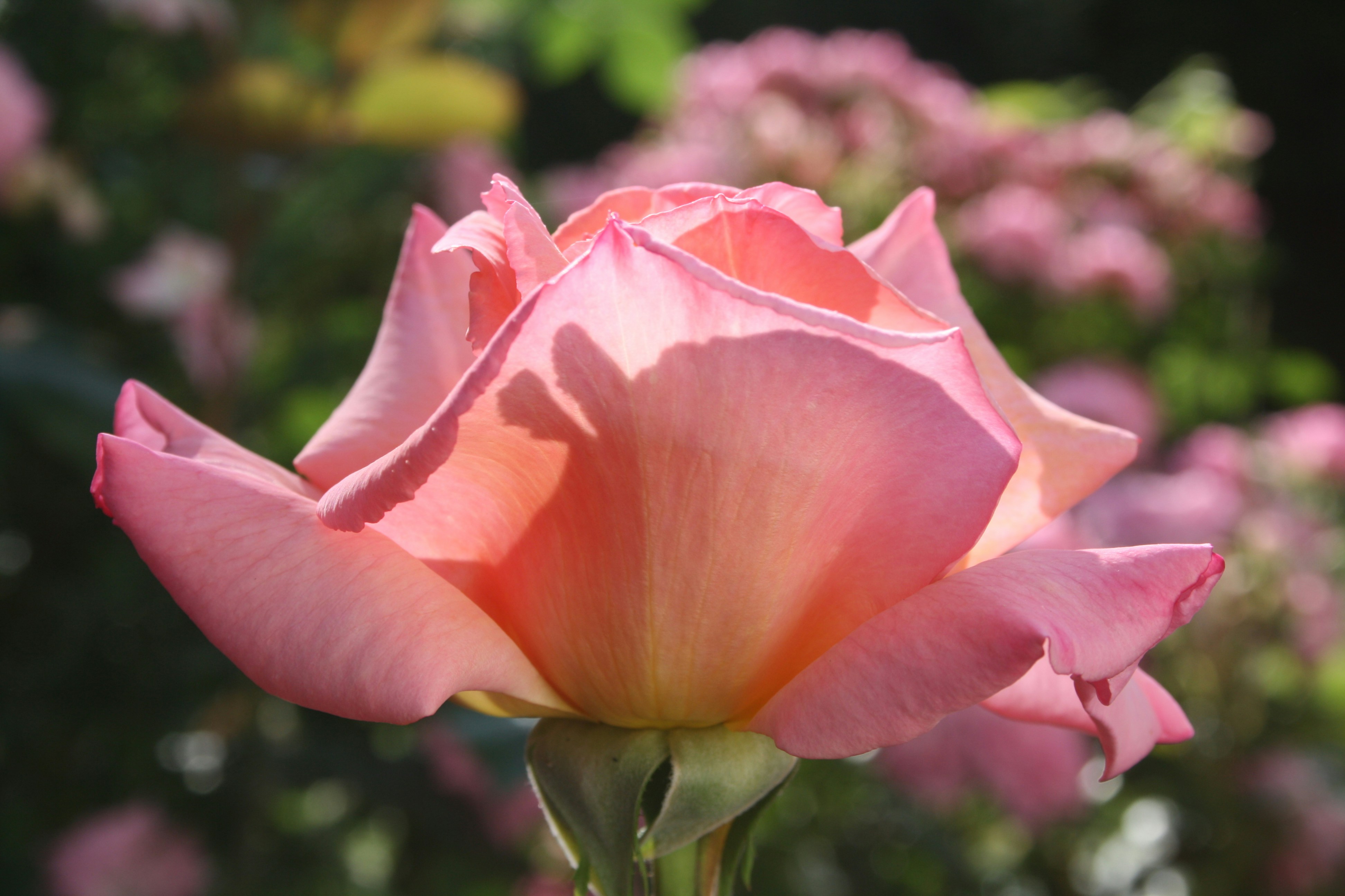 Photo by littlegemstudio