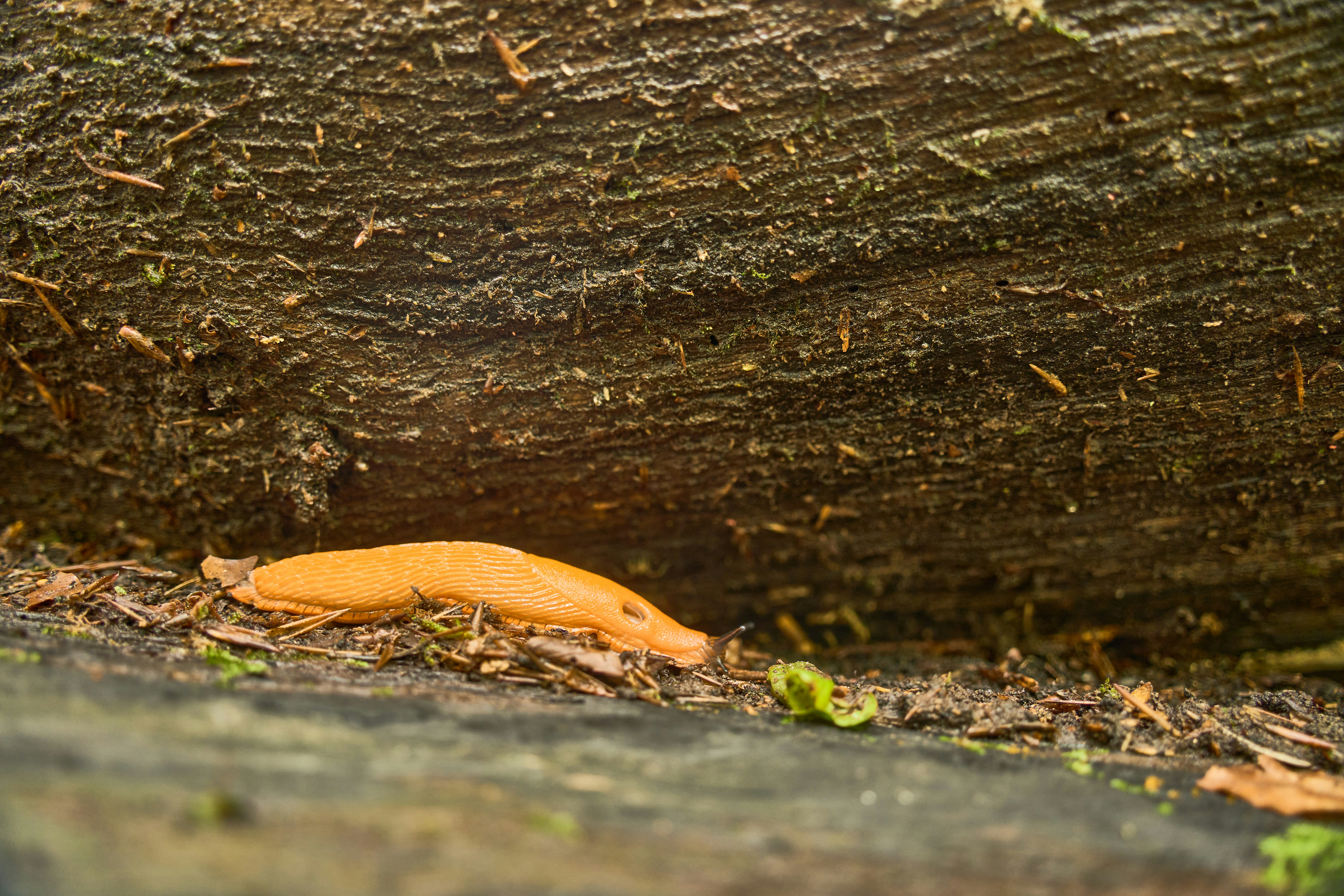 Photo by wolfgang_hasselmann