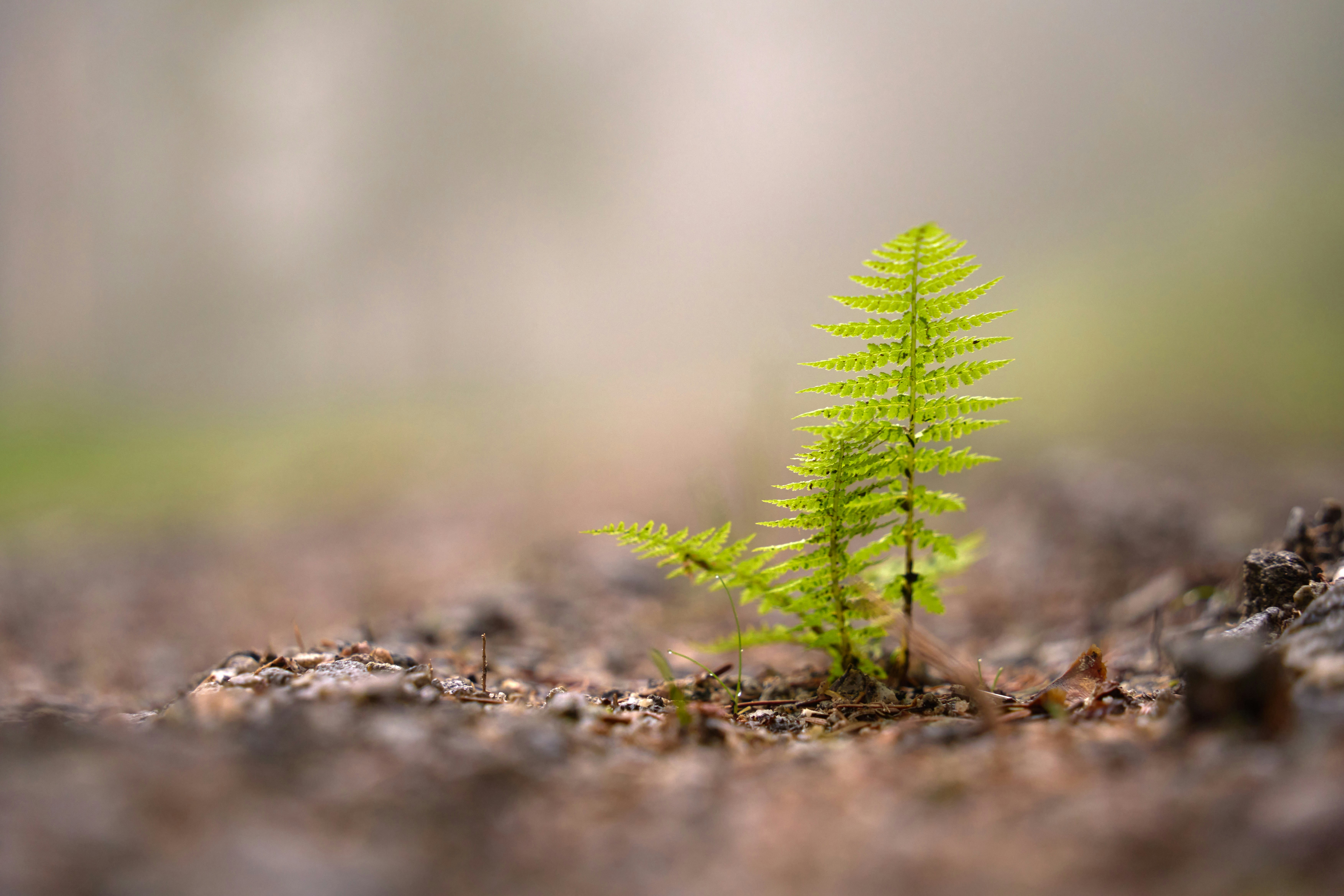 Photo by wolfgang_hasselmann