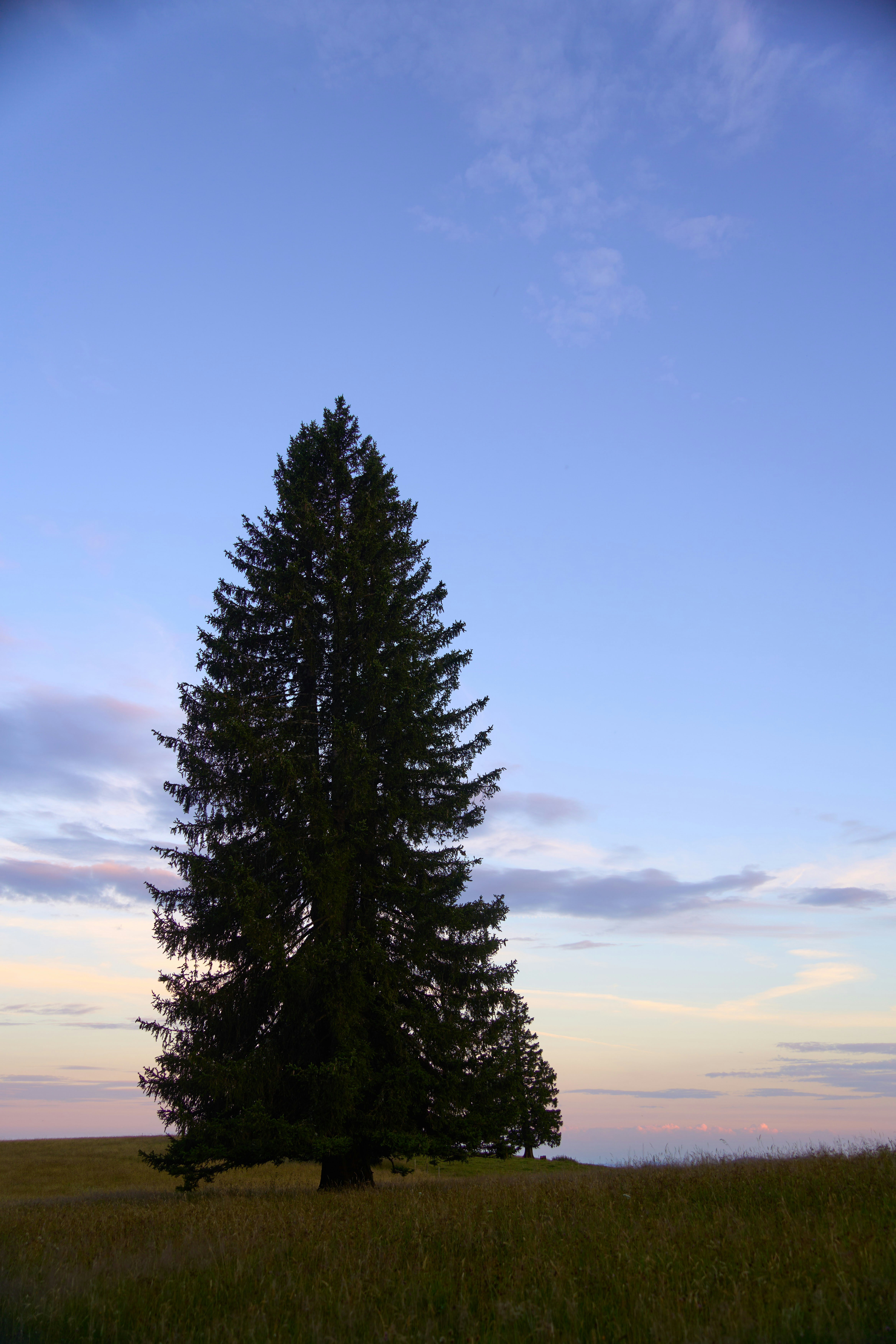 Photo by wolfgang_hasselmann