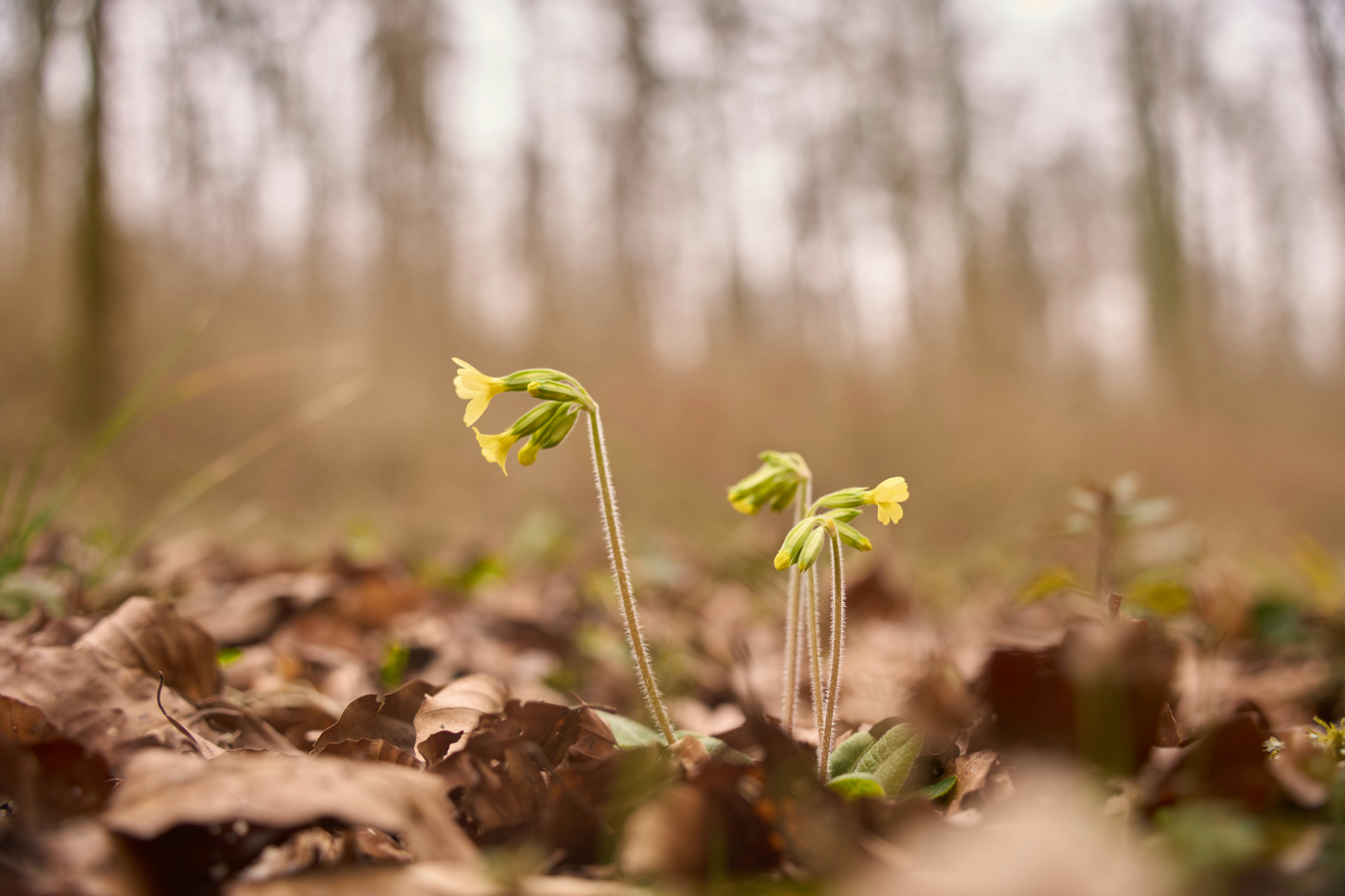 Photo by wolfgang_hasselmann